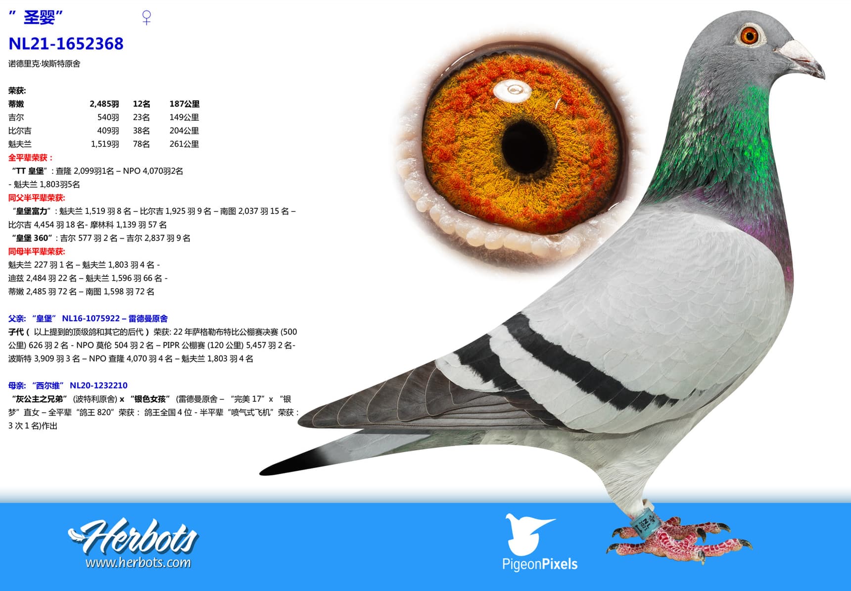 pigeon: undefined