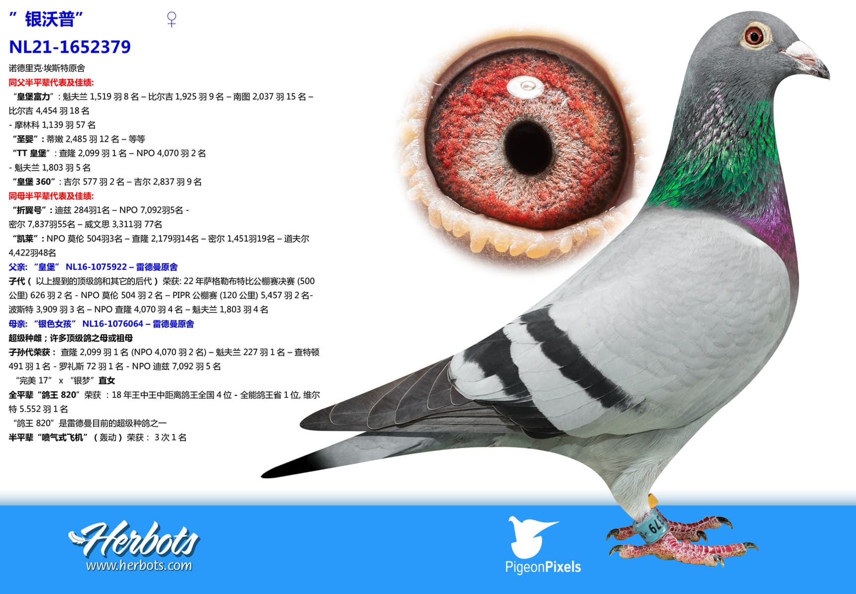 pigeon: undefined