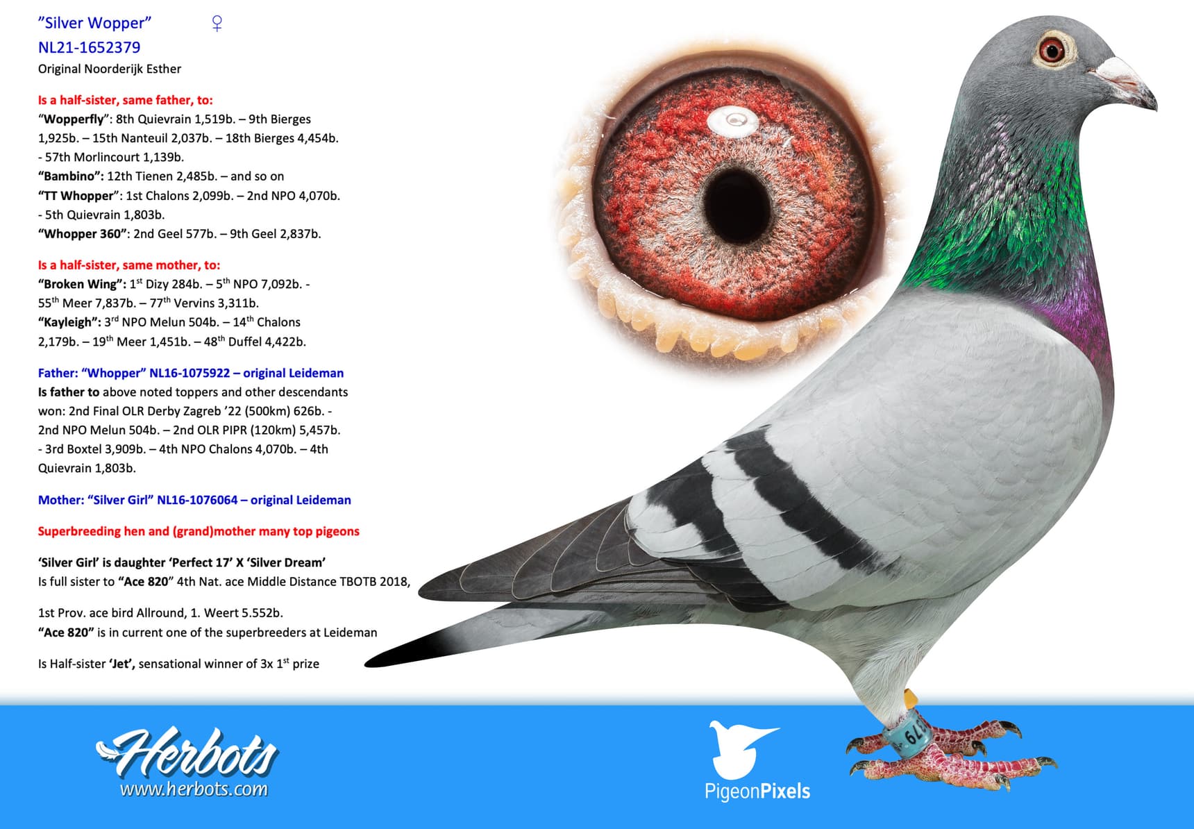 pigeon: undefined