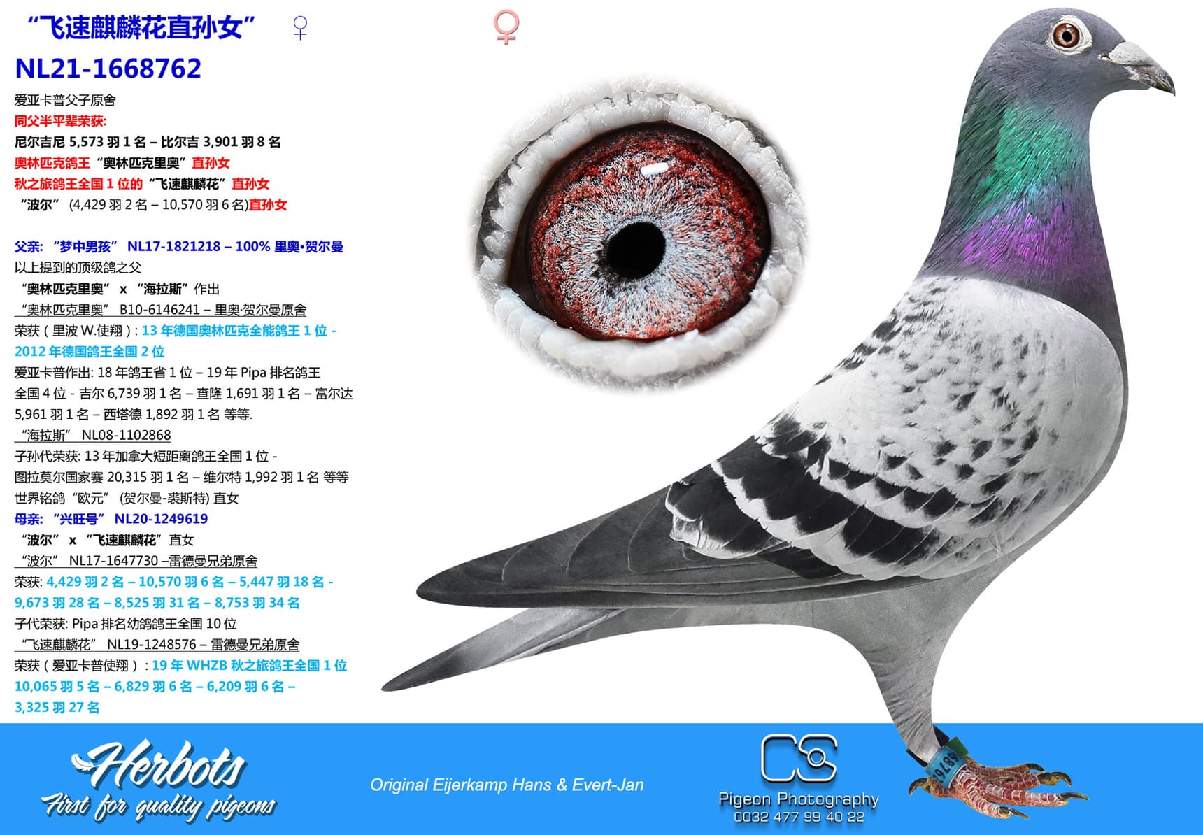 pigeon: “飞速麒麟花直孙女”