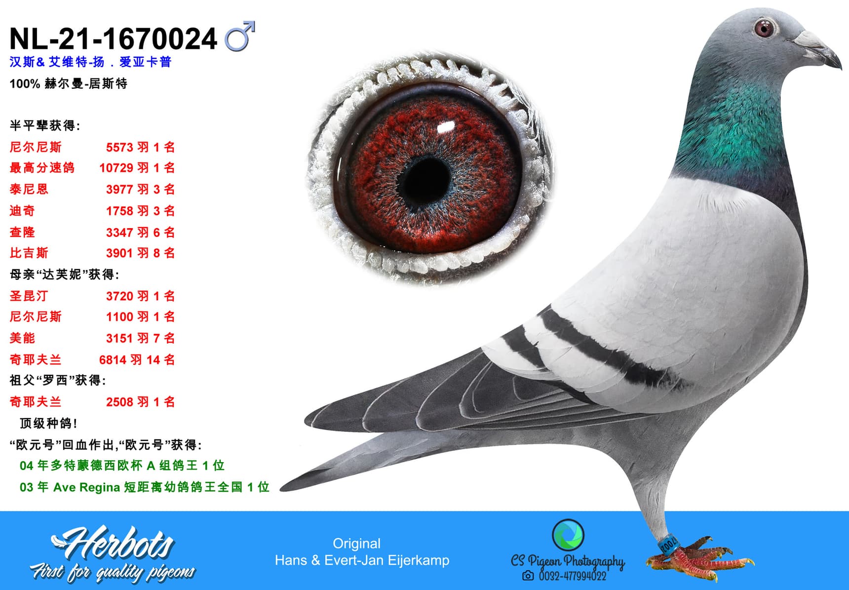 pigeon: undefined