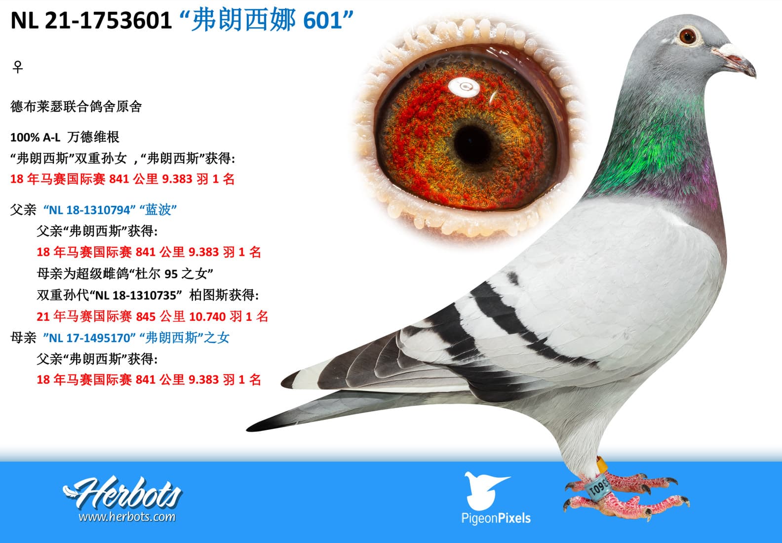 pigeon: “弗朗西娜601”