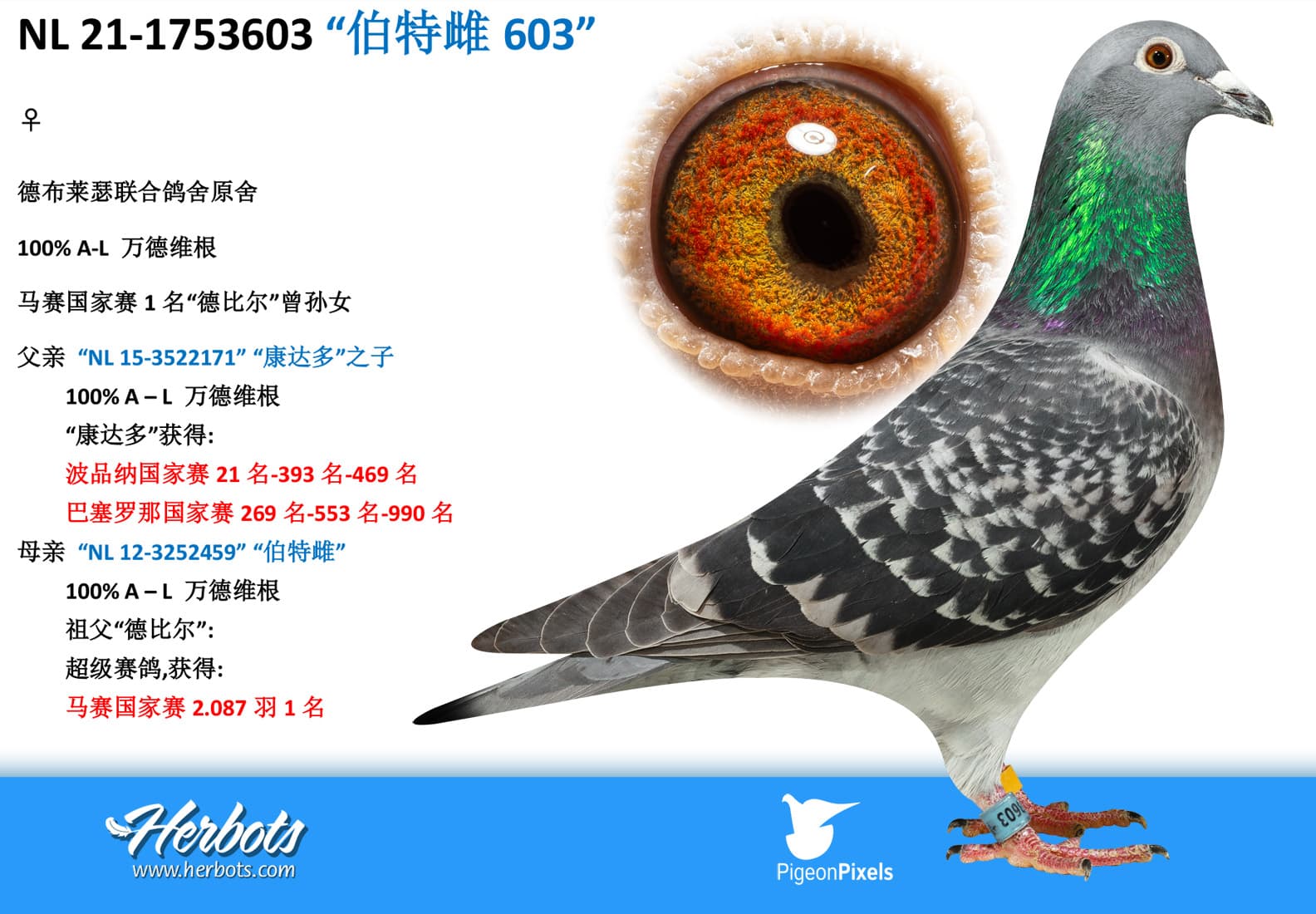 pigeon: undefined