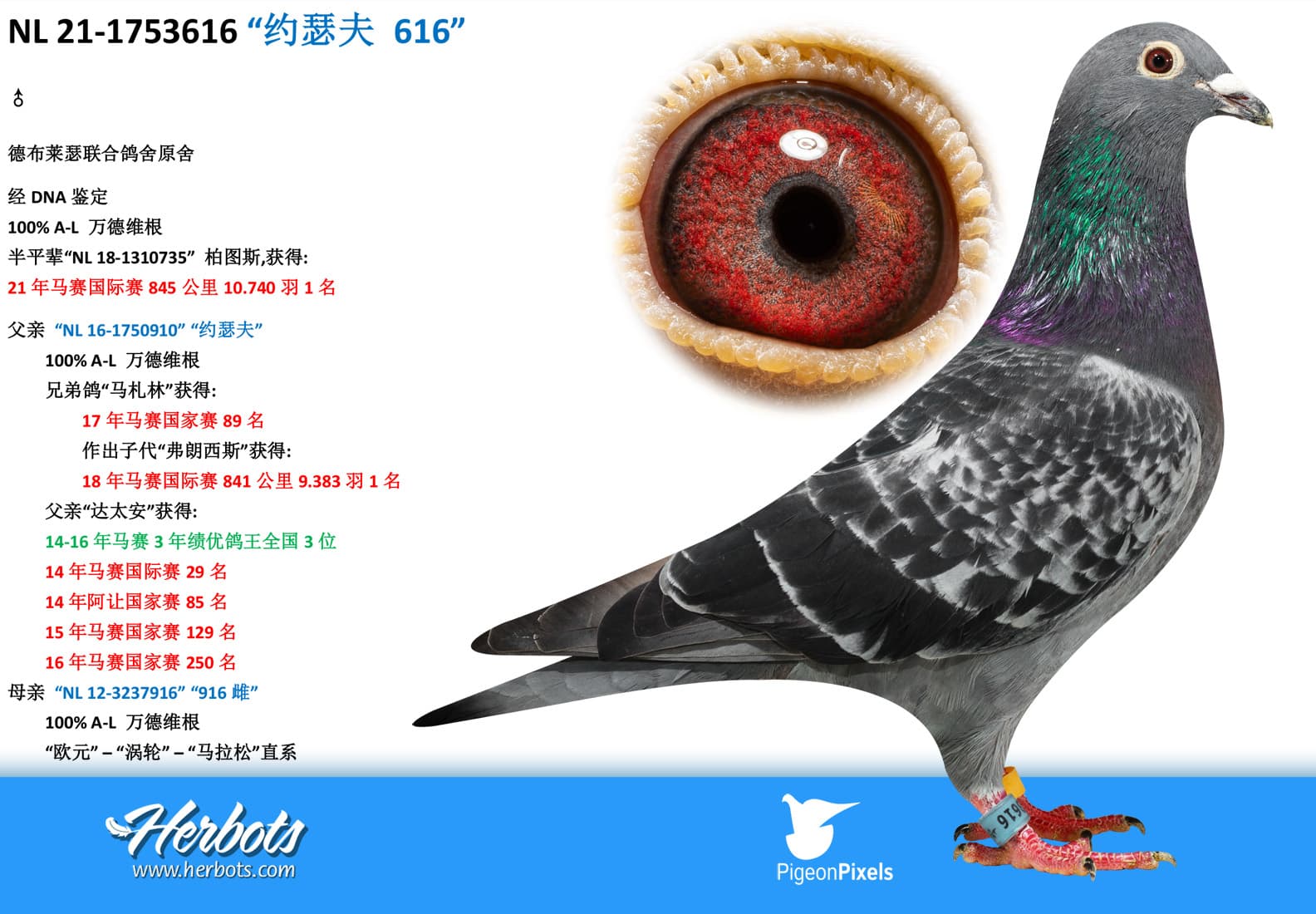 pigeon: “约瑟夫 616”