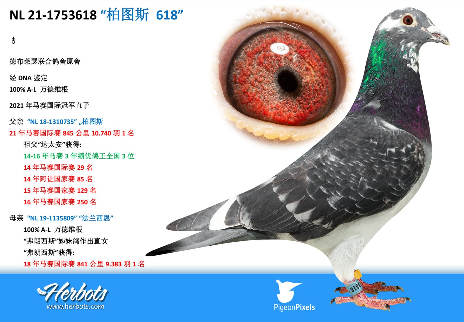 pigeon: “柏图斯 618”