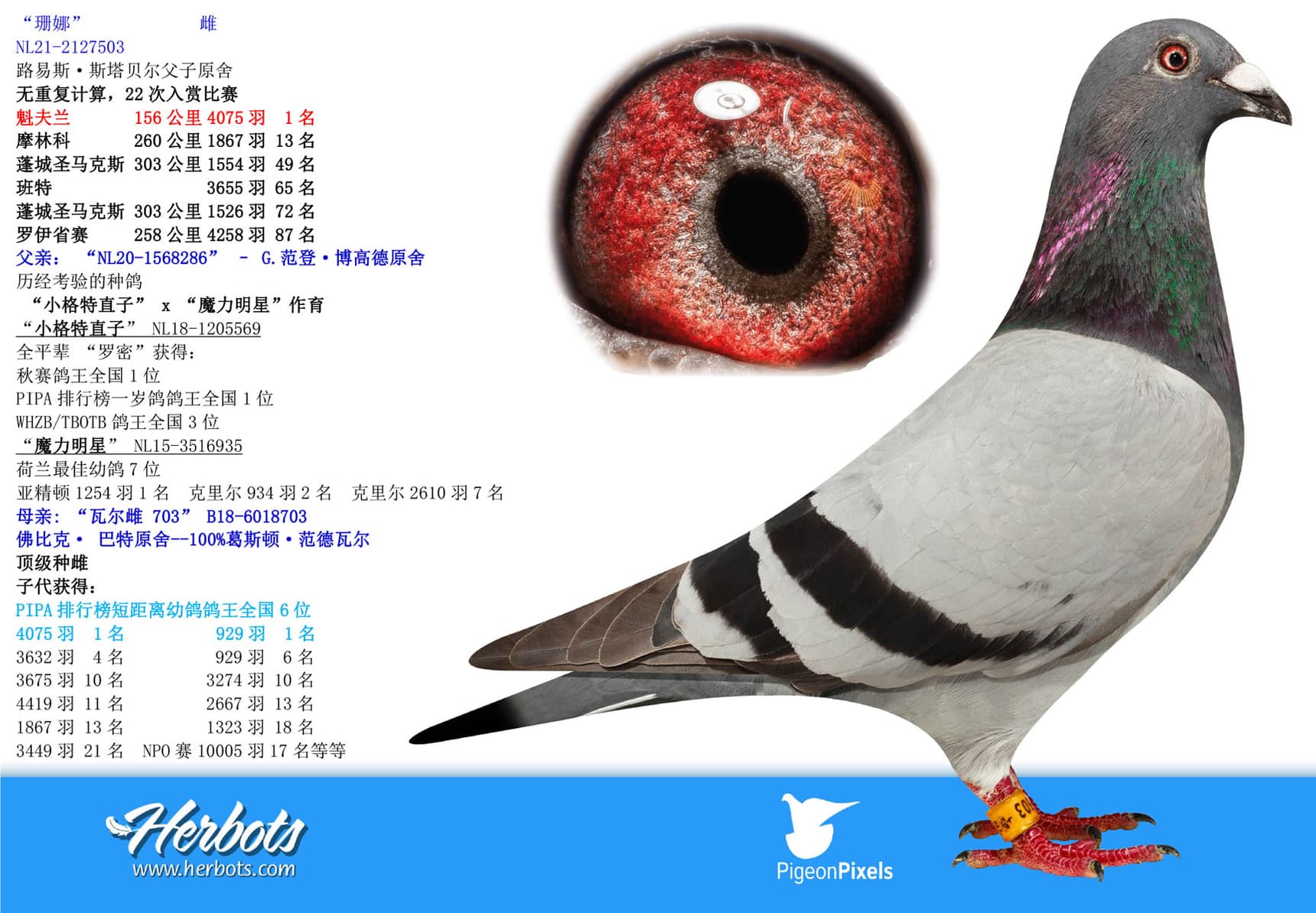 pigeon: “珊娜”
