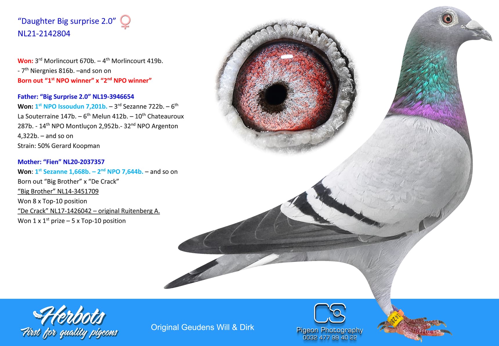 pigeon: “Daughter Big surprise 2.0”