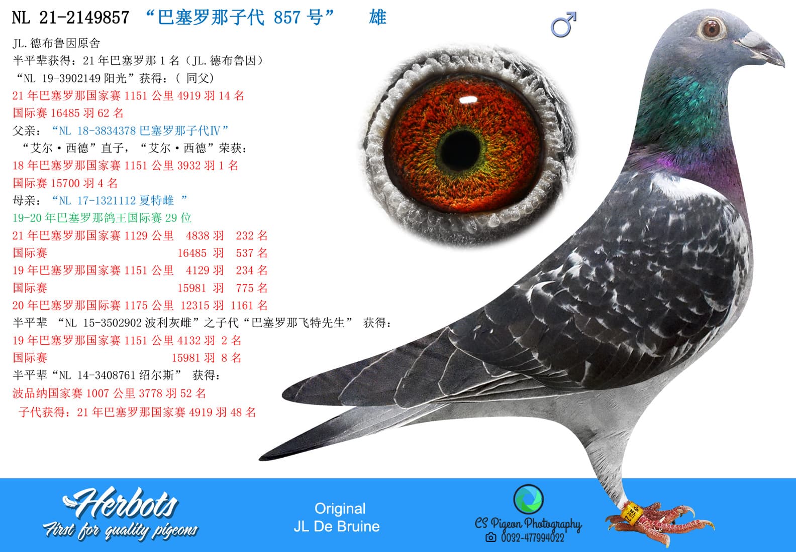 pigeon: “巴塞罗那子代 857号”