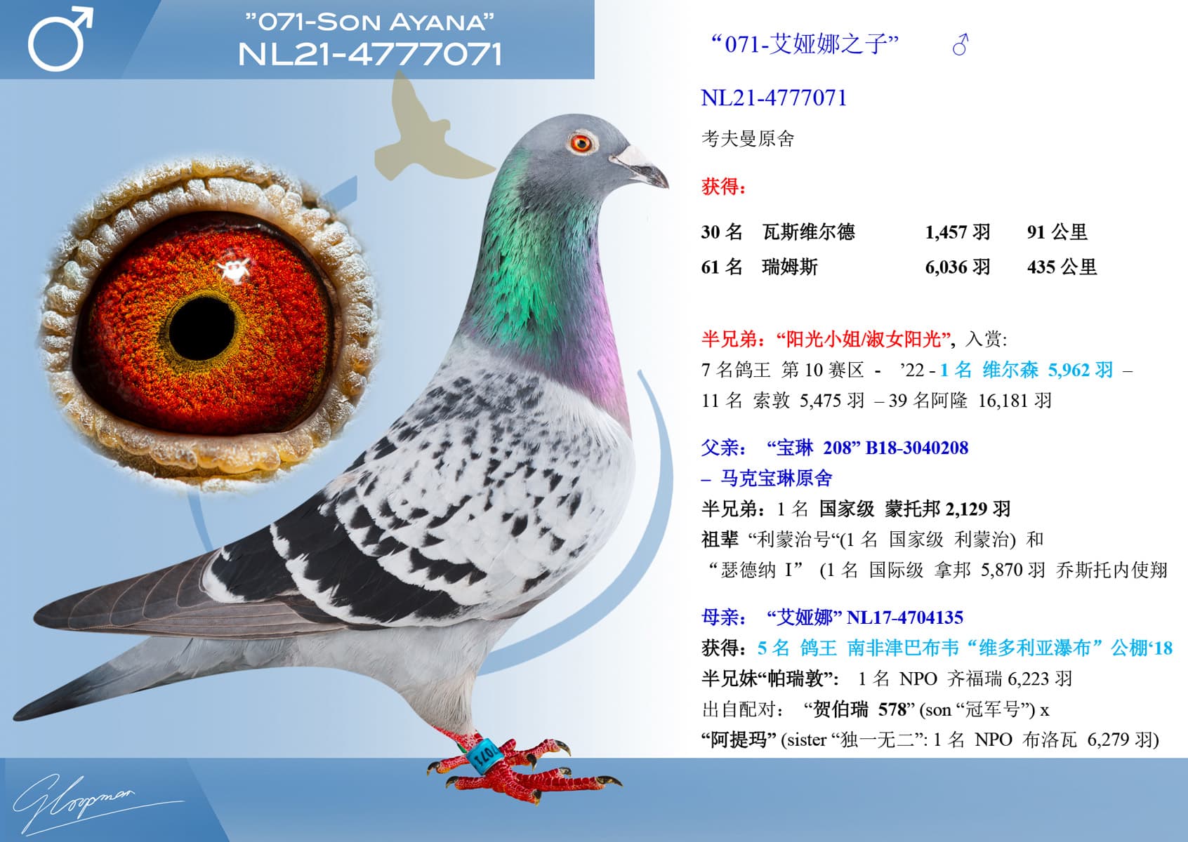 pigeon: undefined