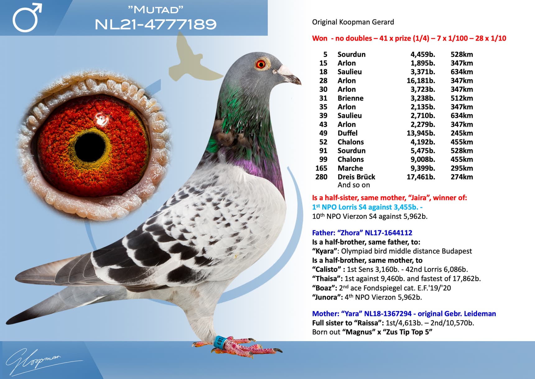 pigeon: undefined