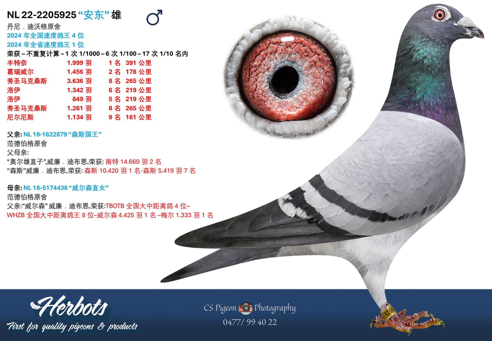 pigeon: undefined