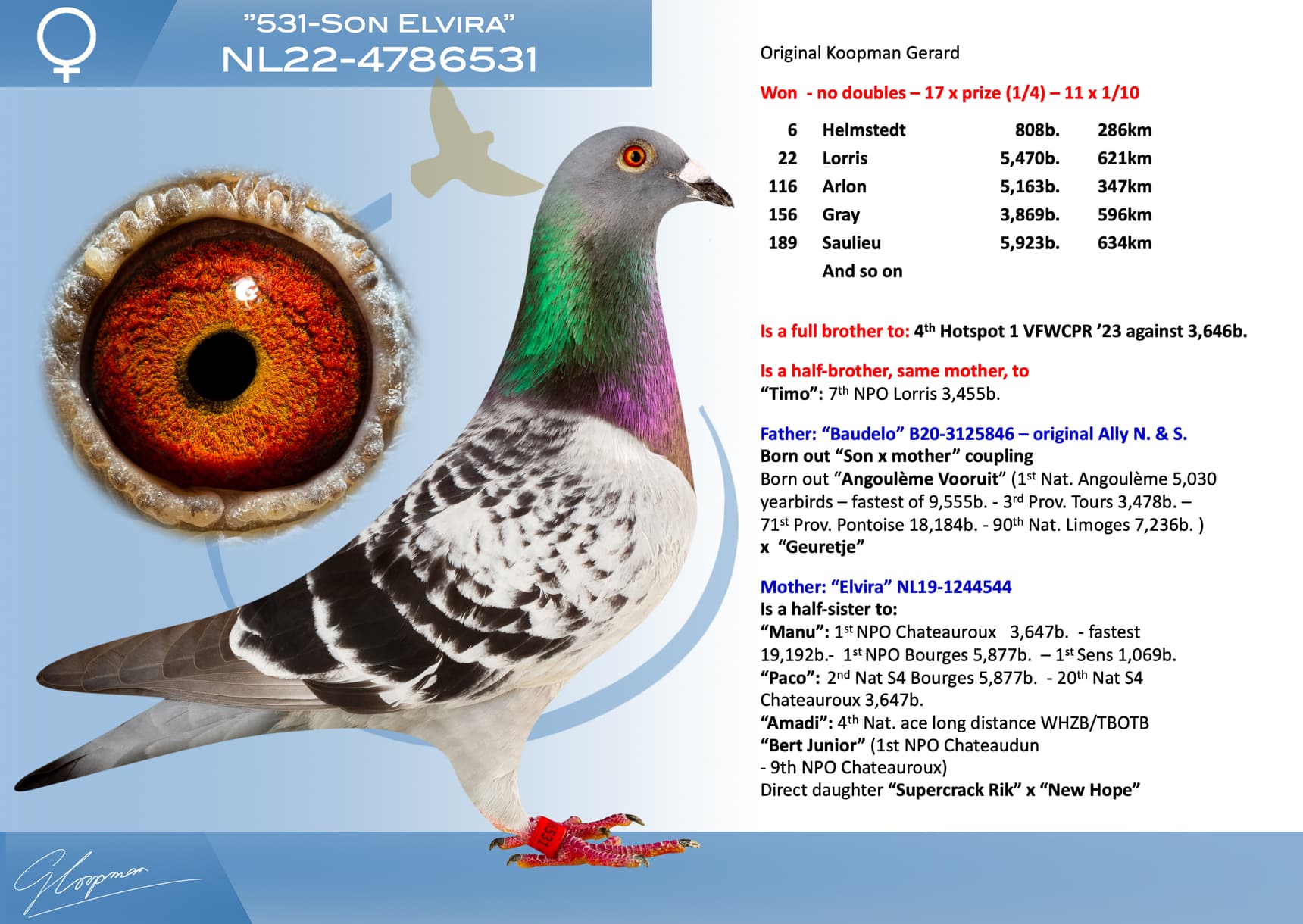 pigeon: undefined