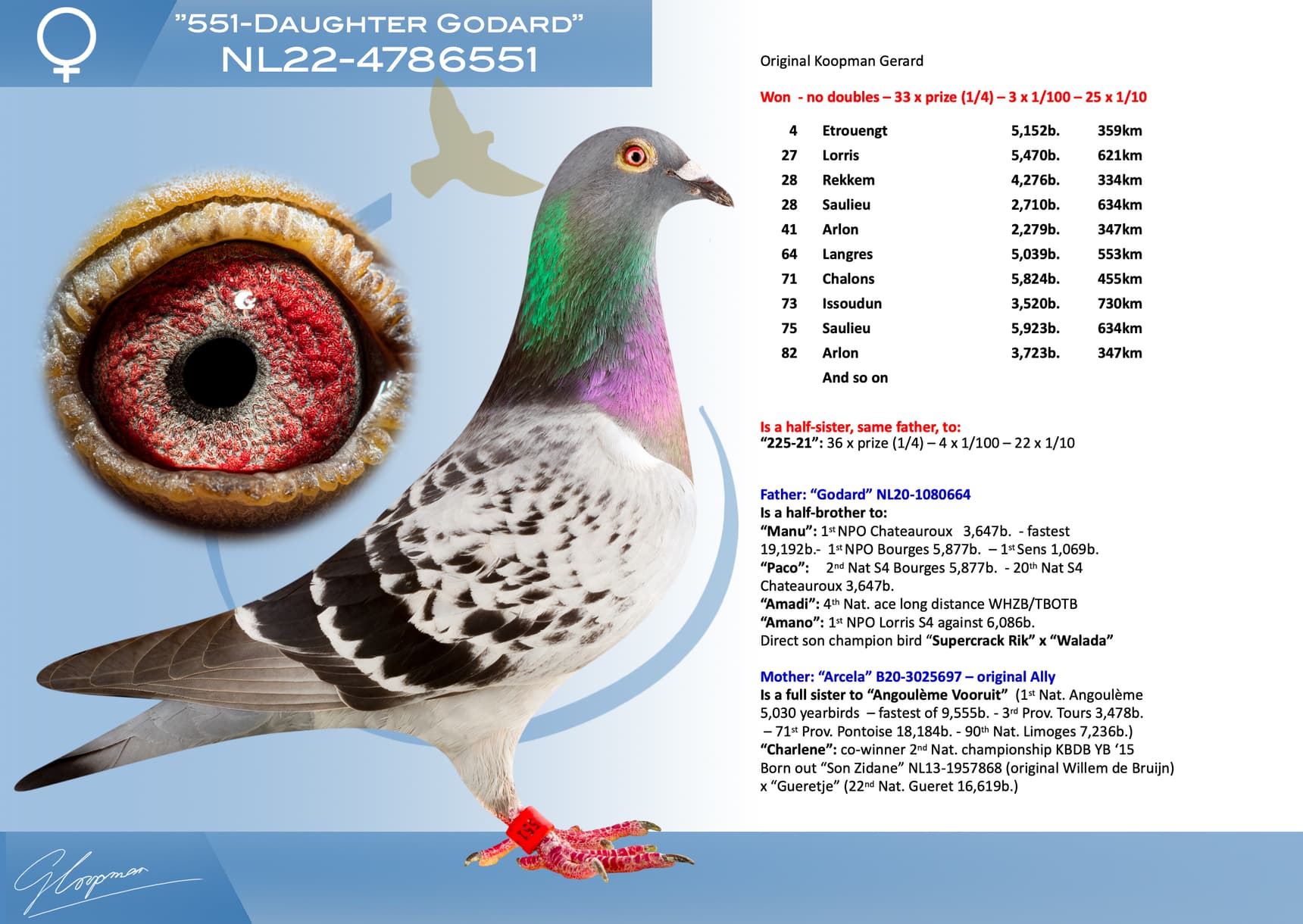pigeon: undefined