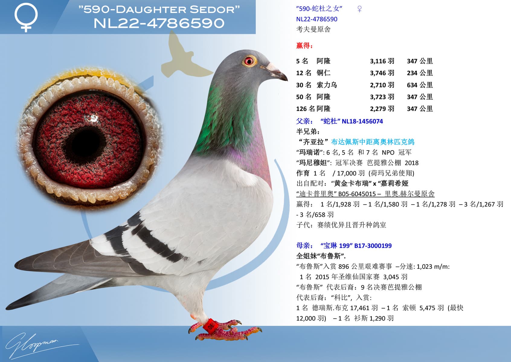 pigeon: undefined
