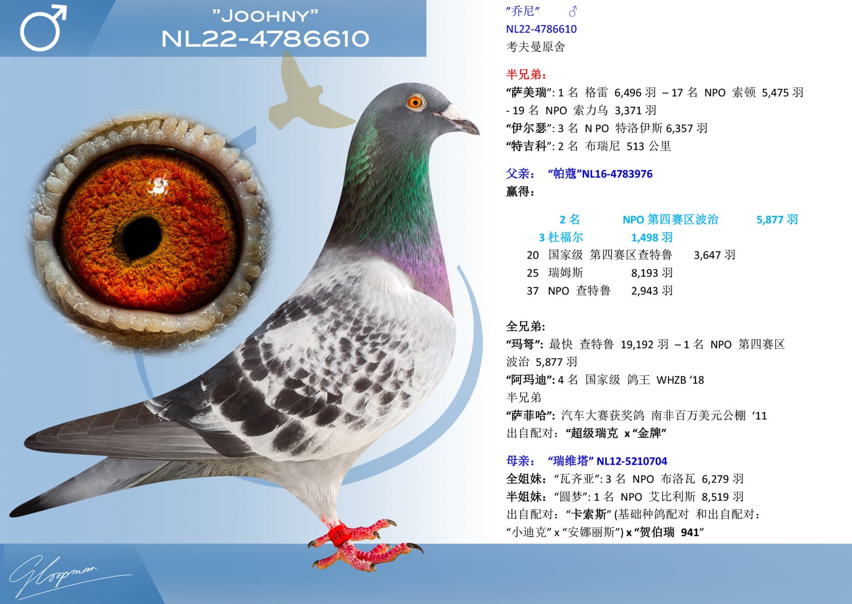 pigeon: ”乔尼”