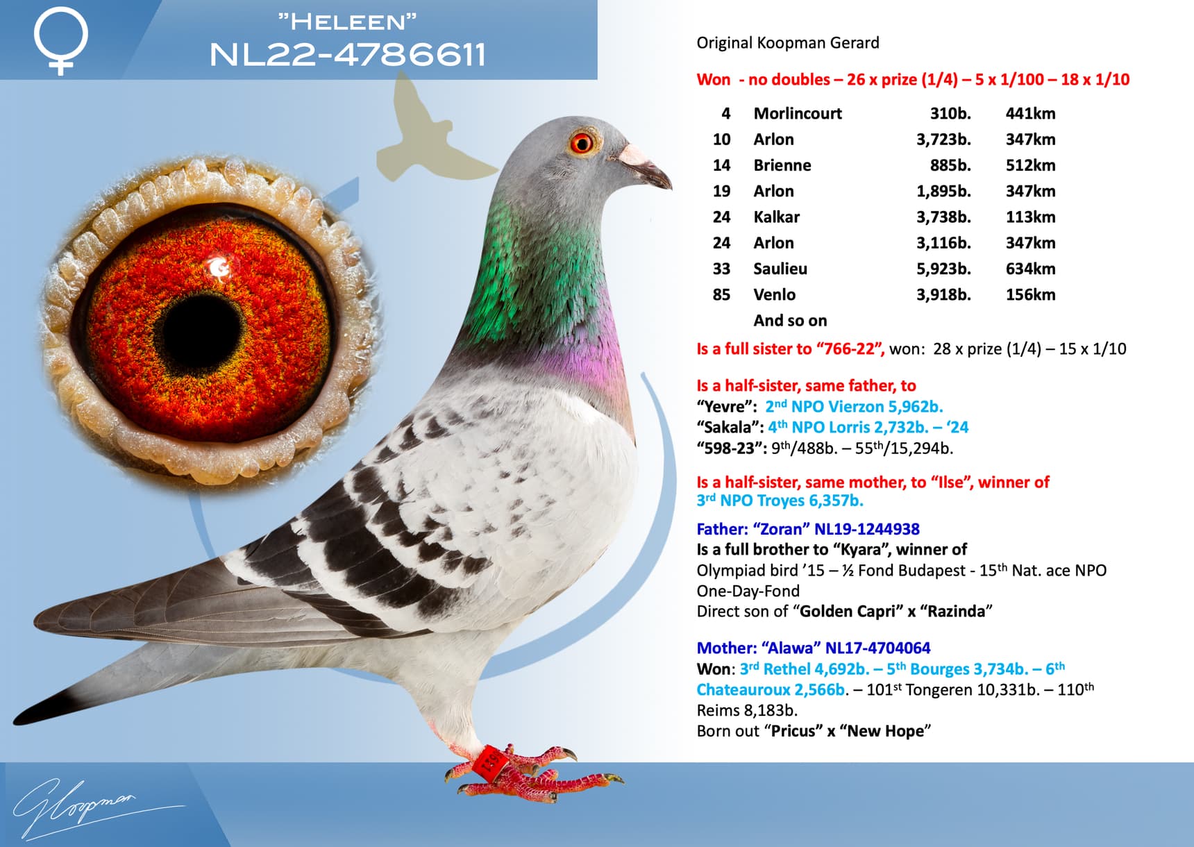 pigeon: undefined