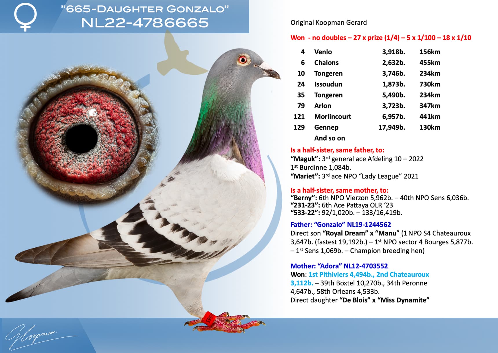 pigeon: undefined