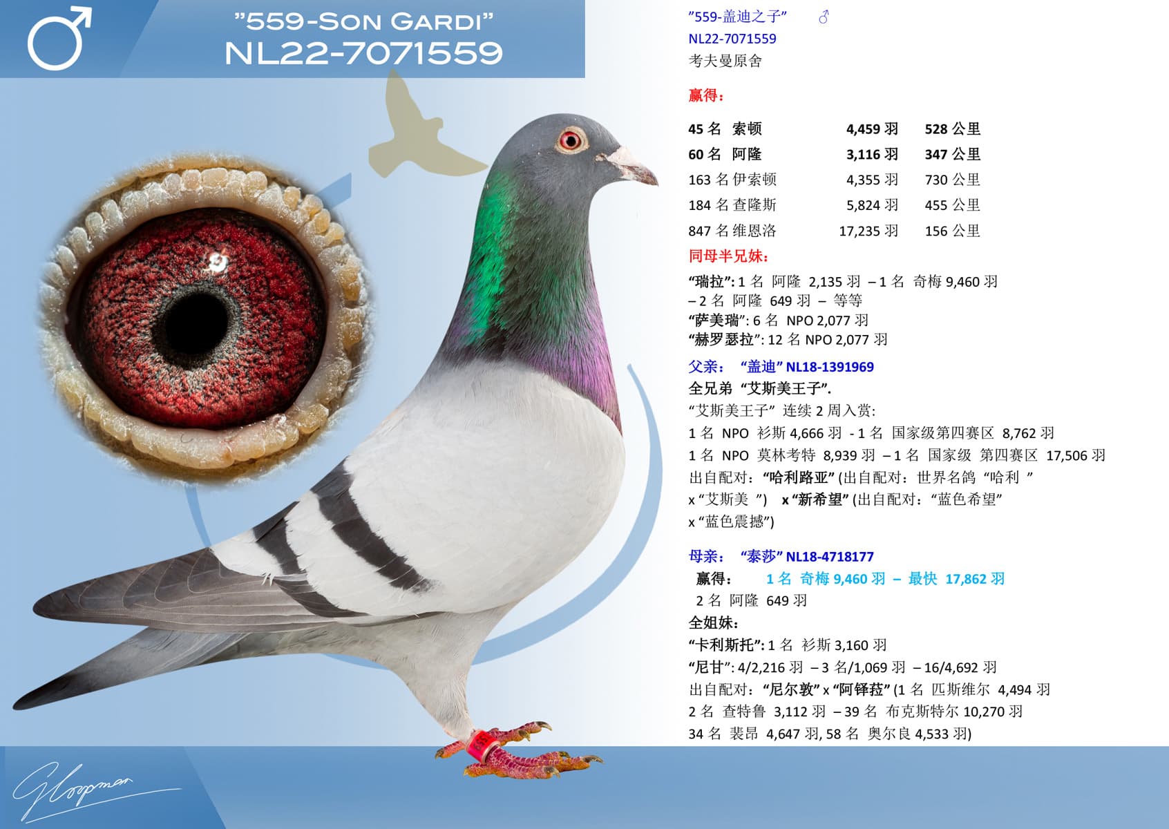 pigeon: undefined