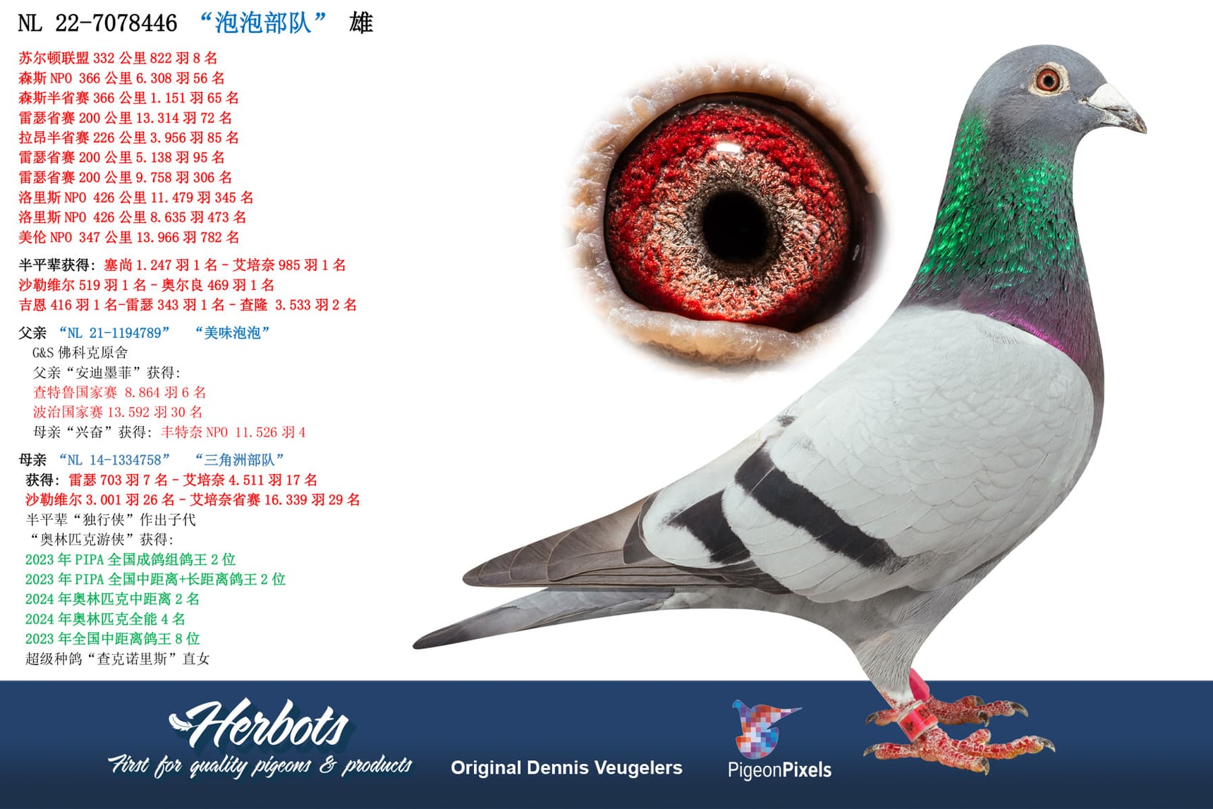 pigeon: “泡泡部队”