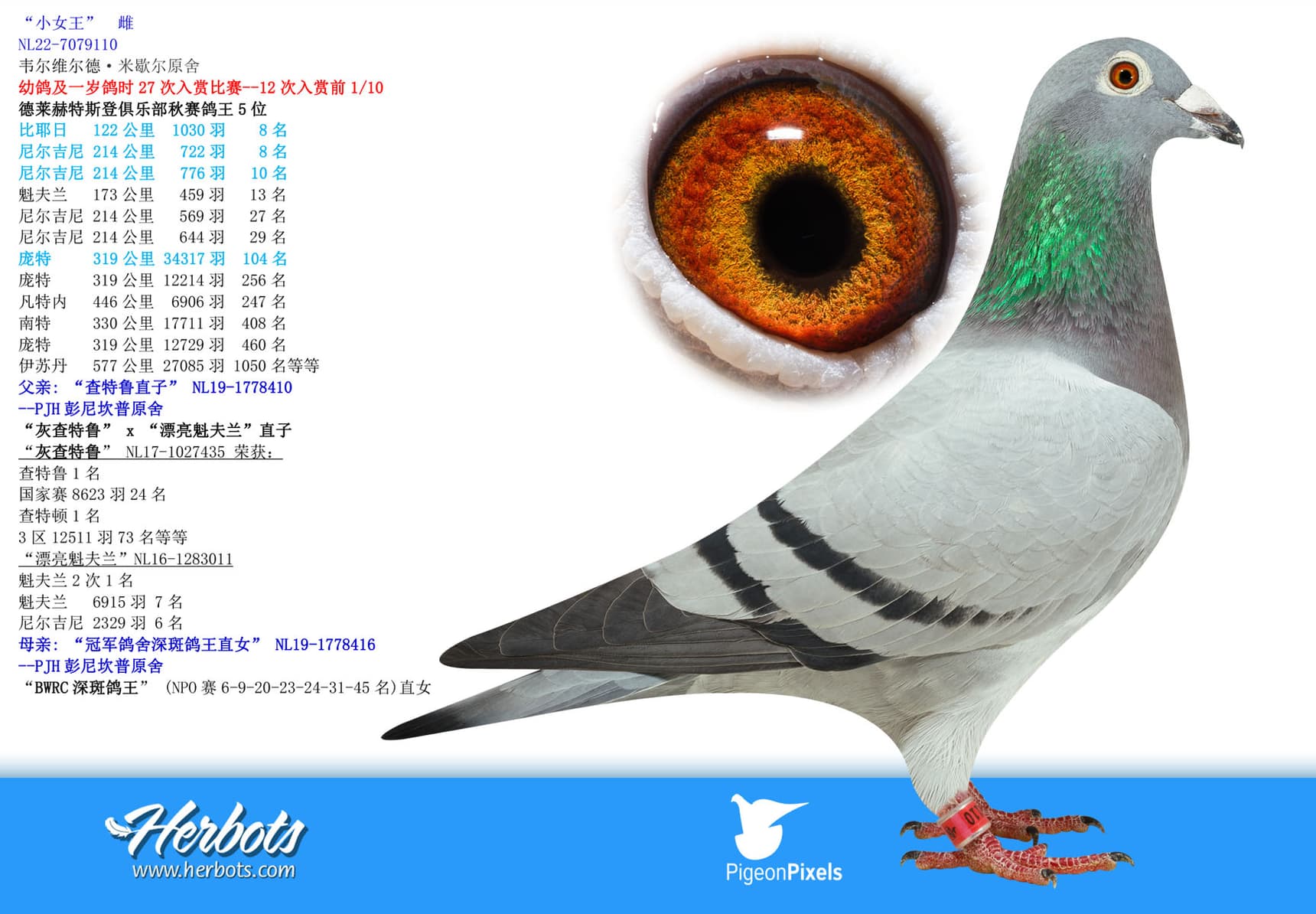 pigeon: undefined