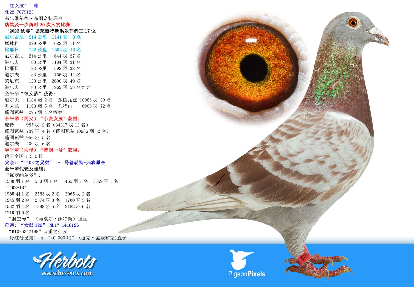 pigeon: undefined