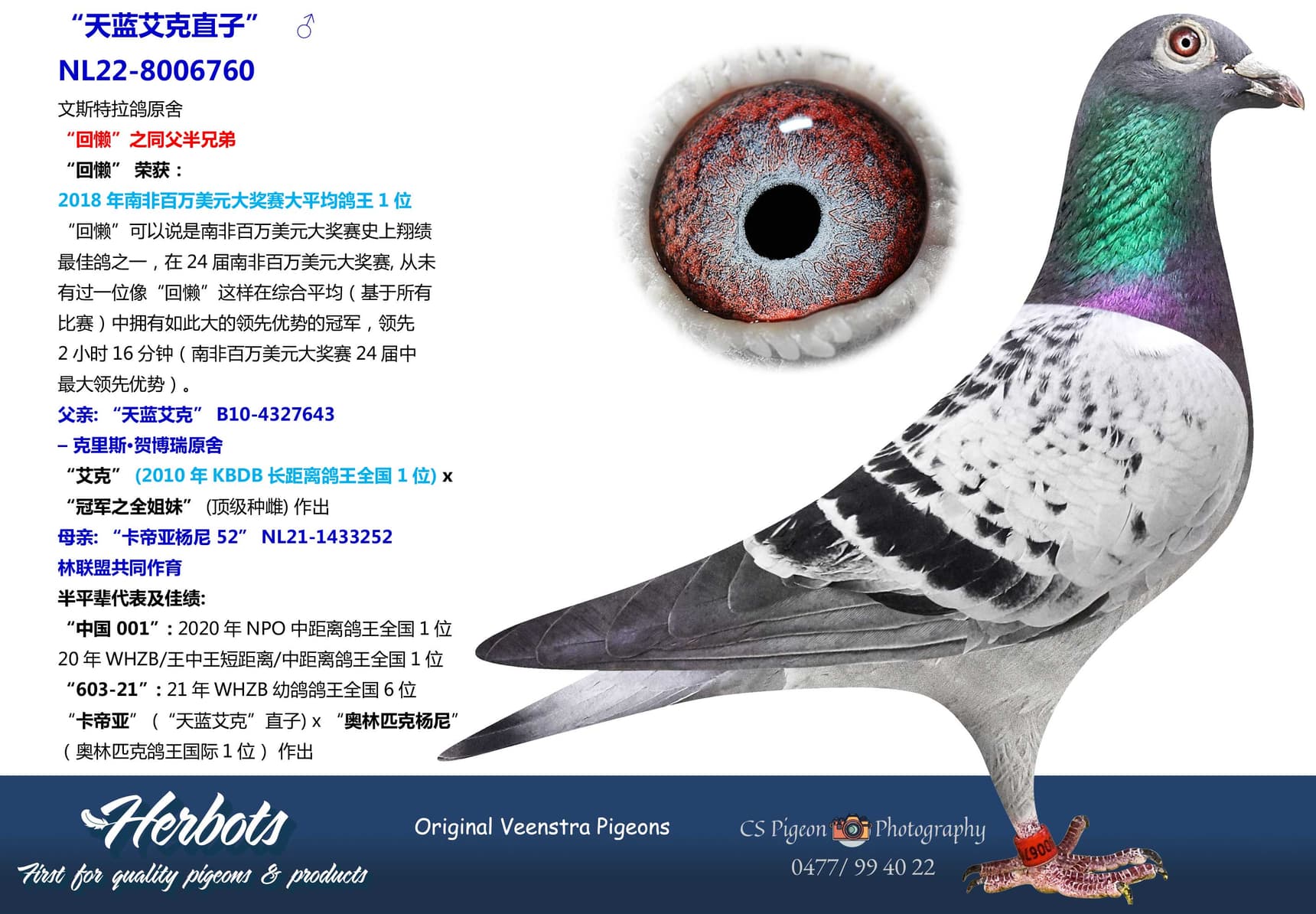 pigeon: undefined