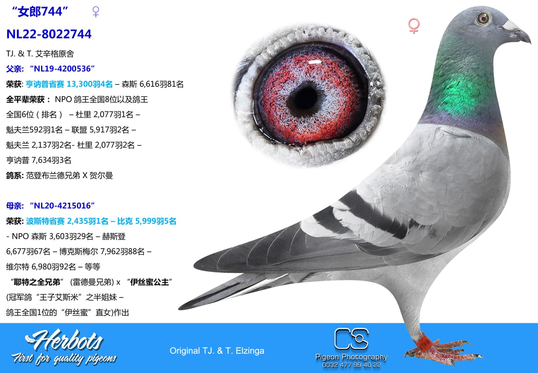 pigeon: “女郎744”