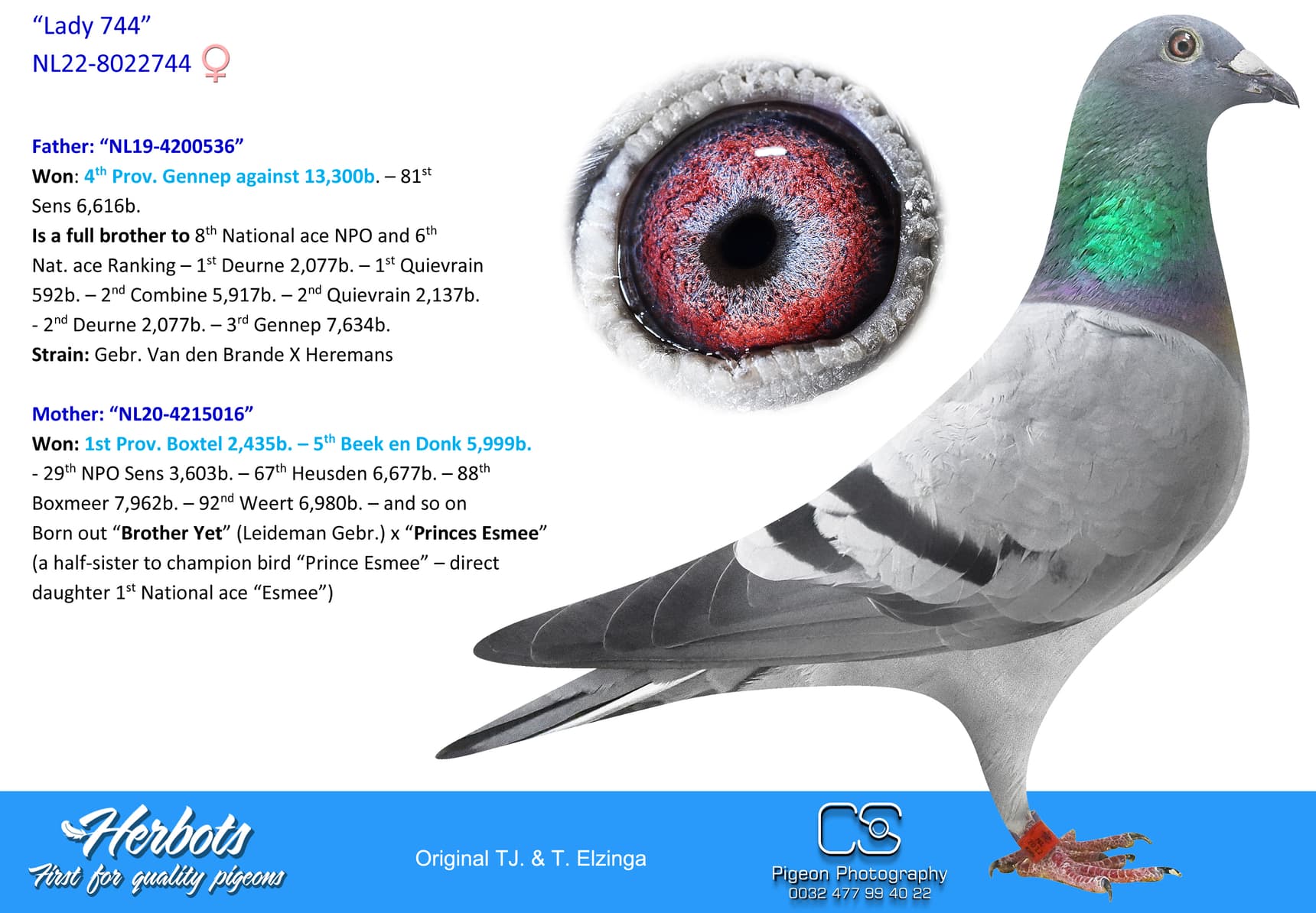 pigeon: “Lady 744”