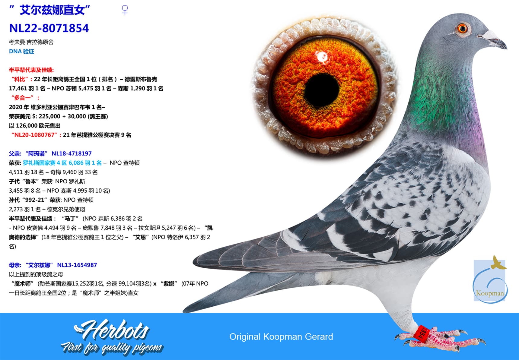 pigeon: undefined