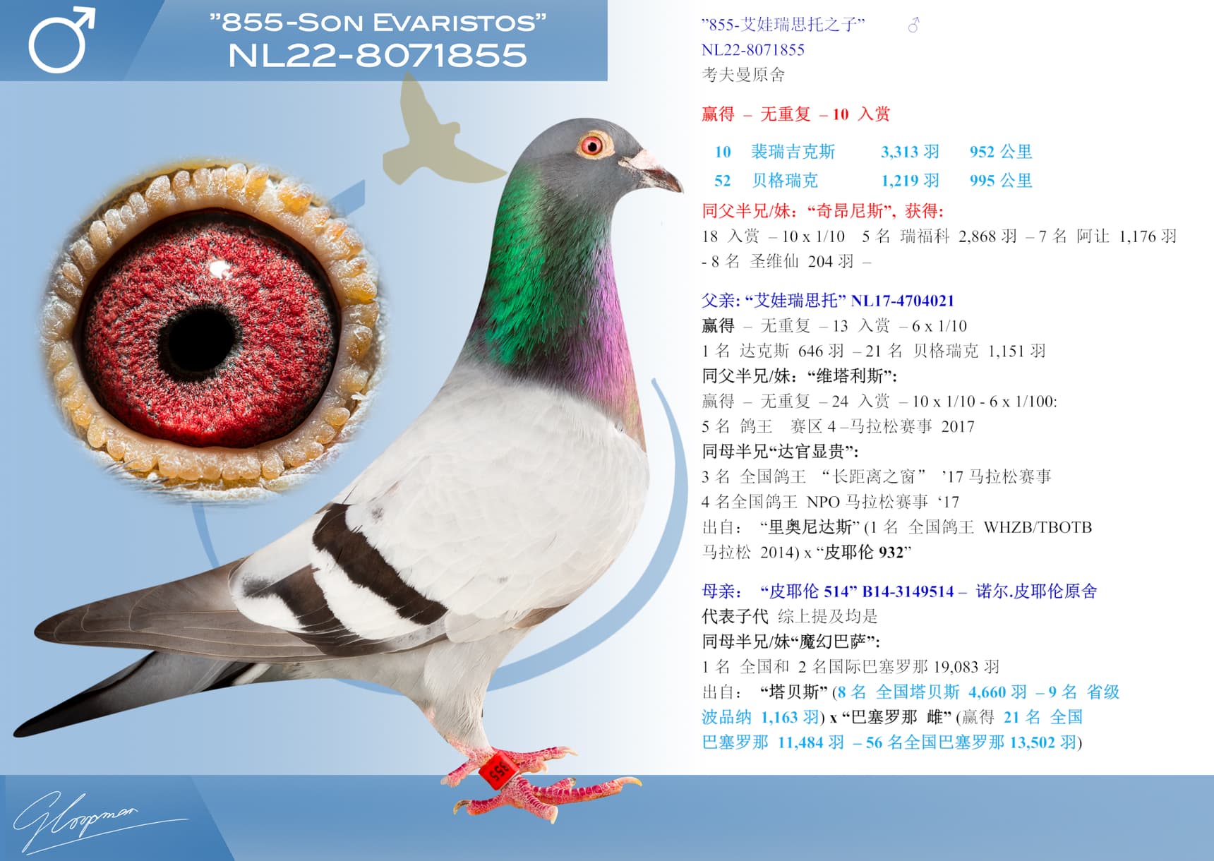pigeon: ”855-艾娃瑞思托之子”