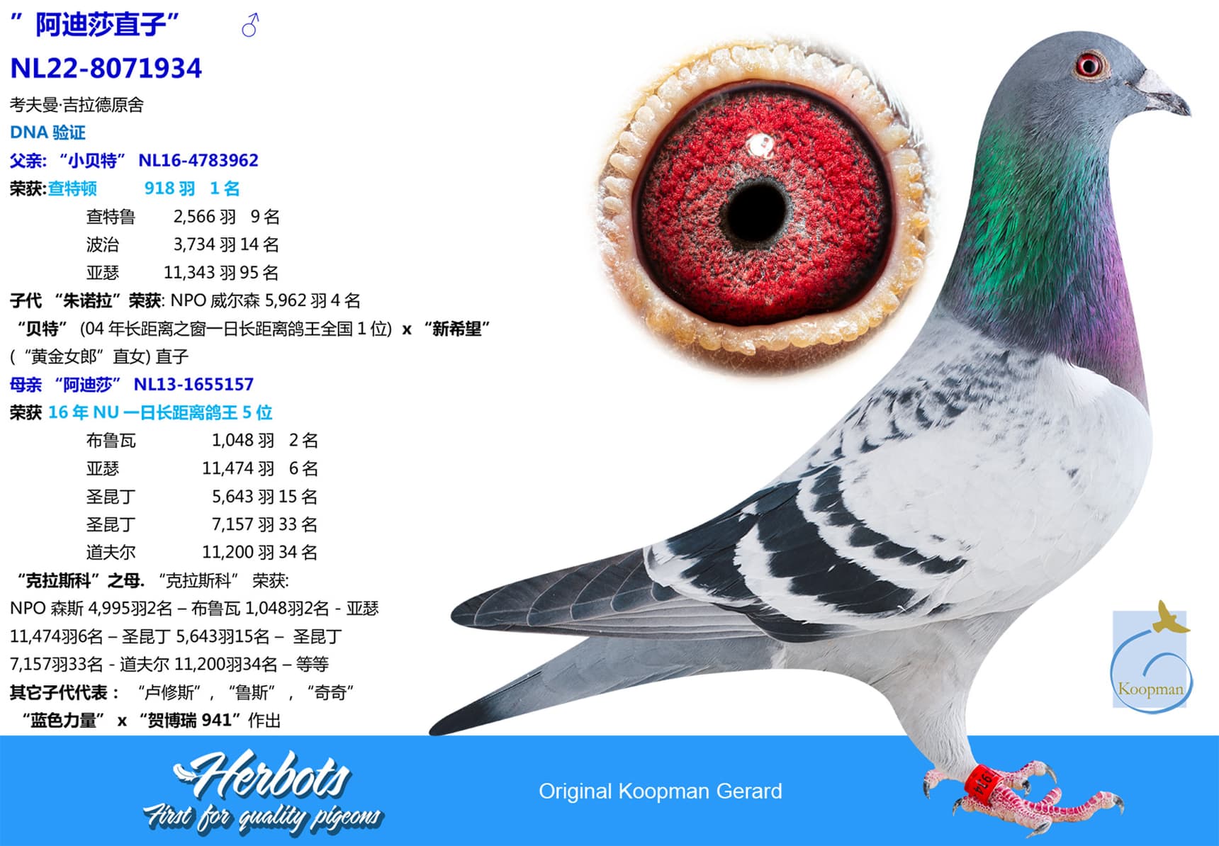 pigeon: undefined
