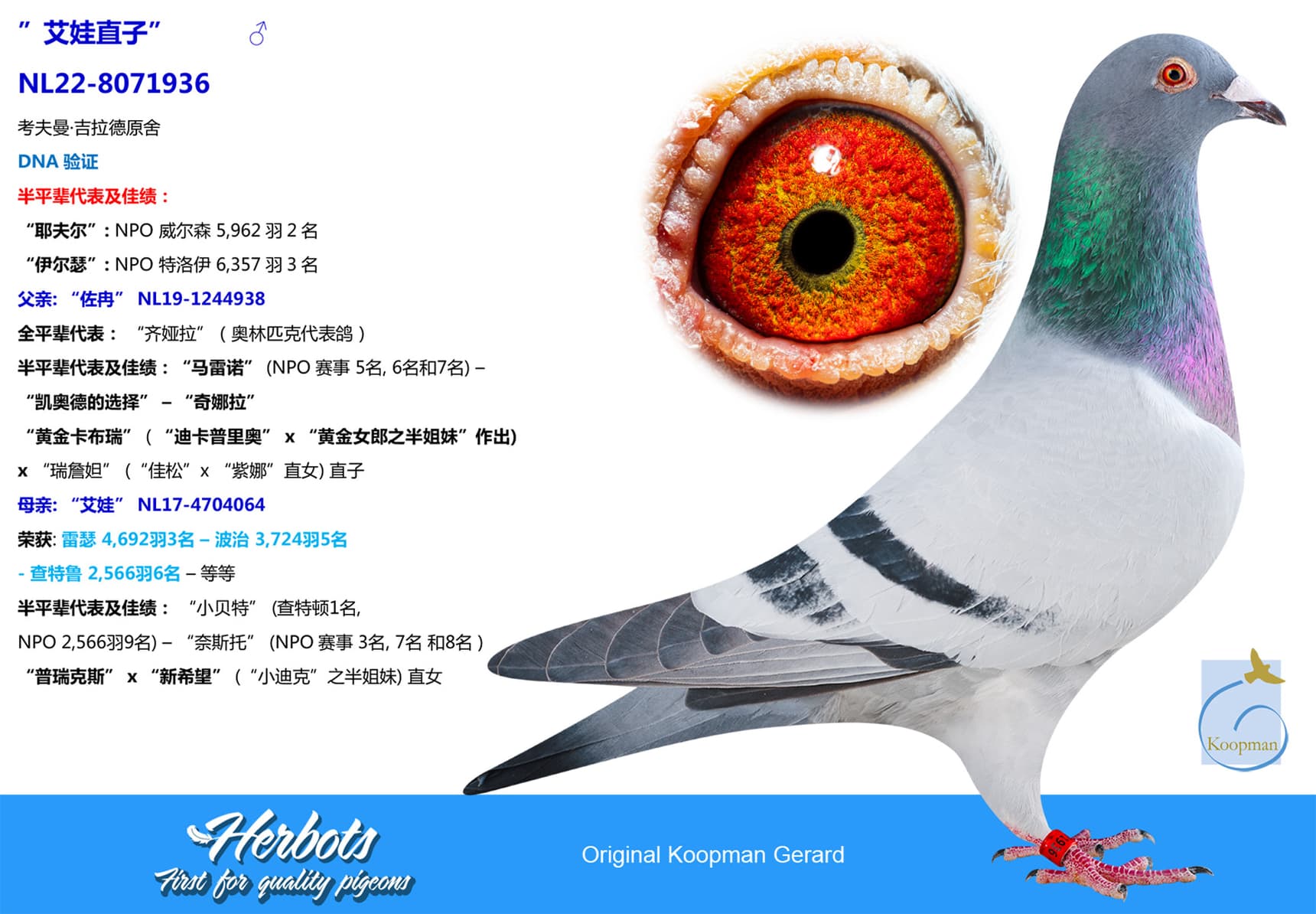 pigeon: ”艾娃直子”