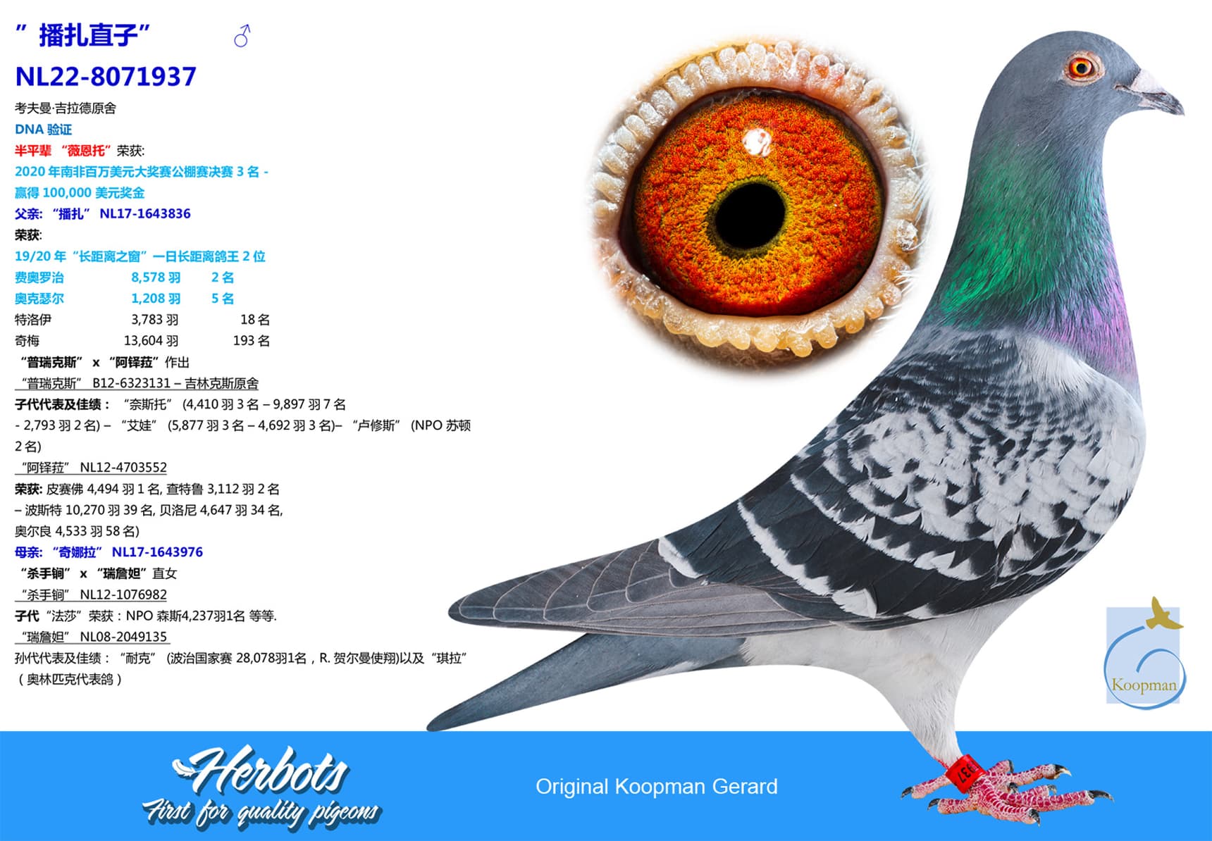 pigeon: undefined