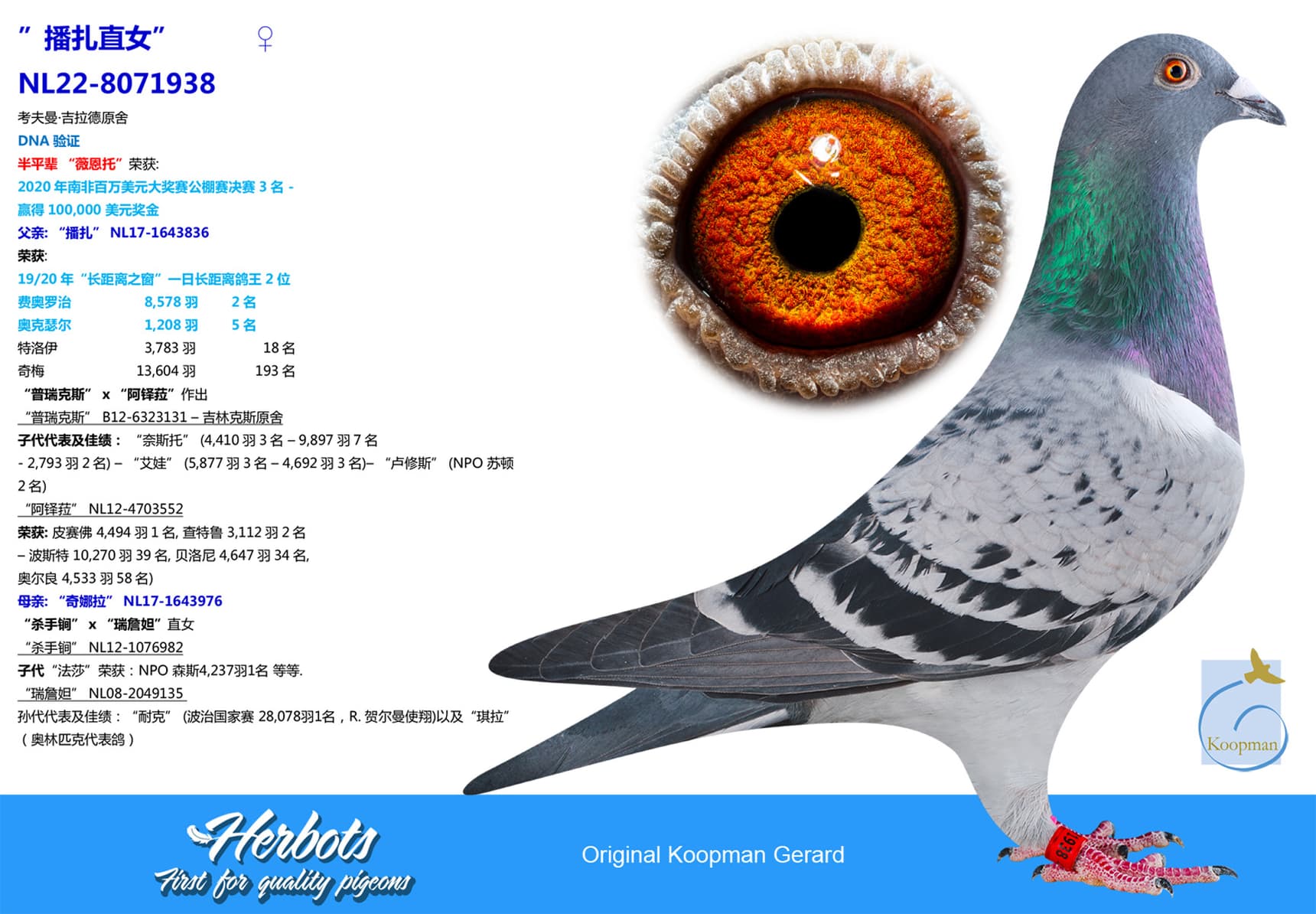 pigeon: undefined