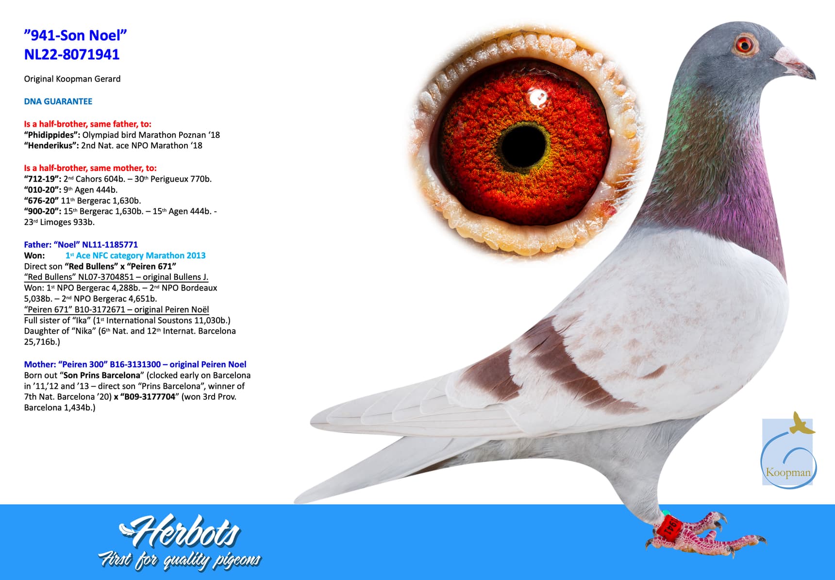 pigeon: undefined