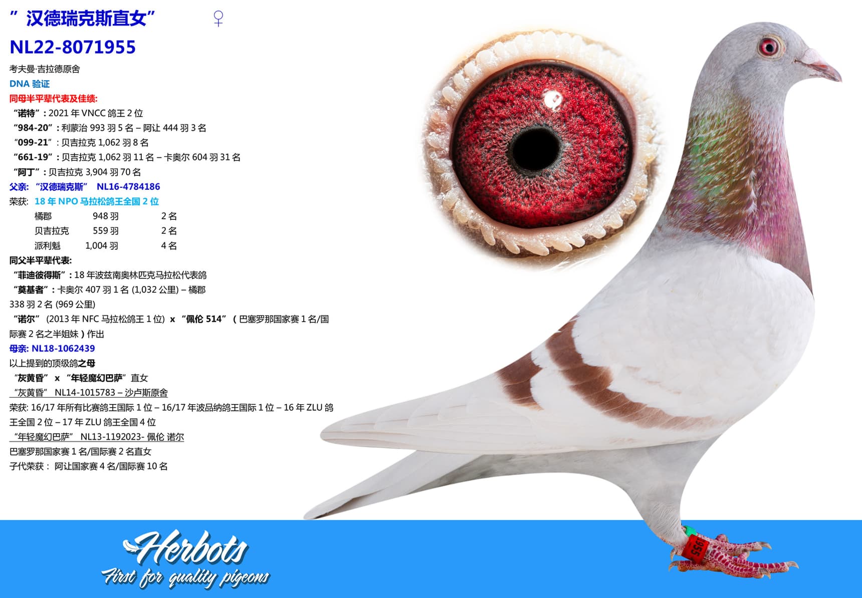 pigeon: undefined