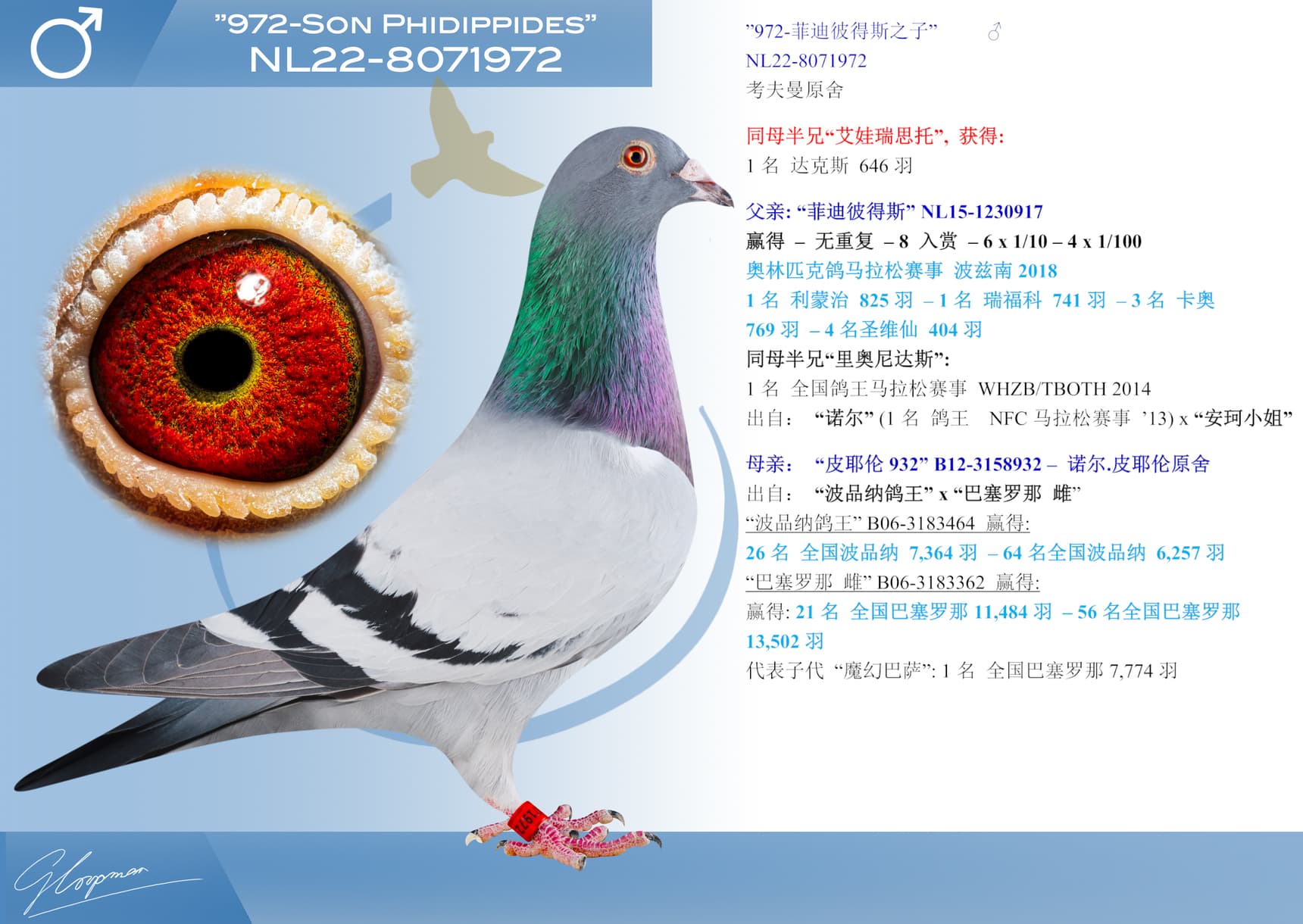 pigeon: ”菲迪彼得斯直子972”