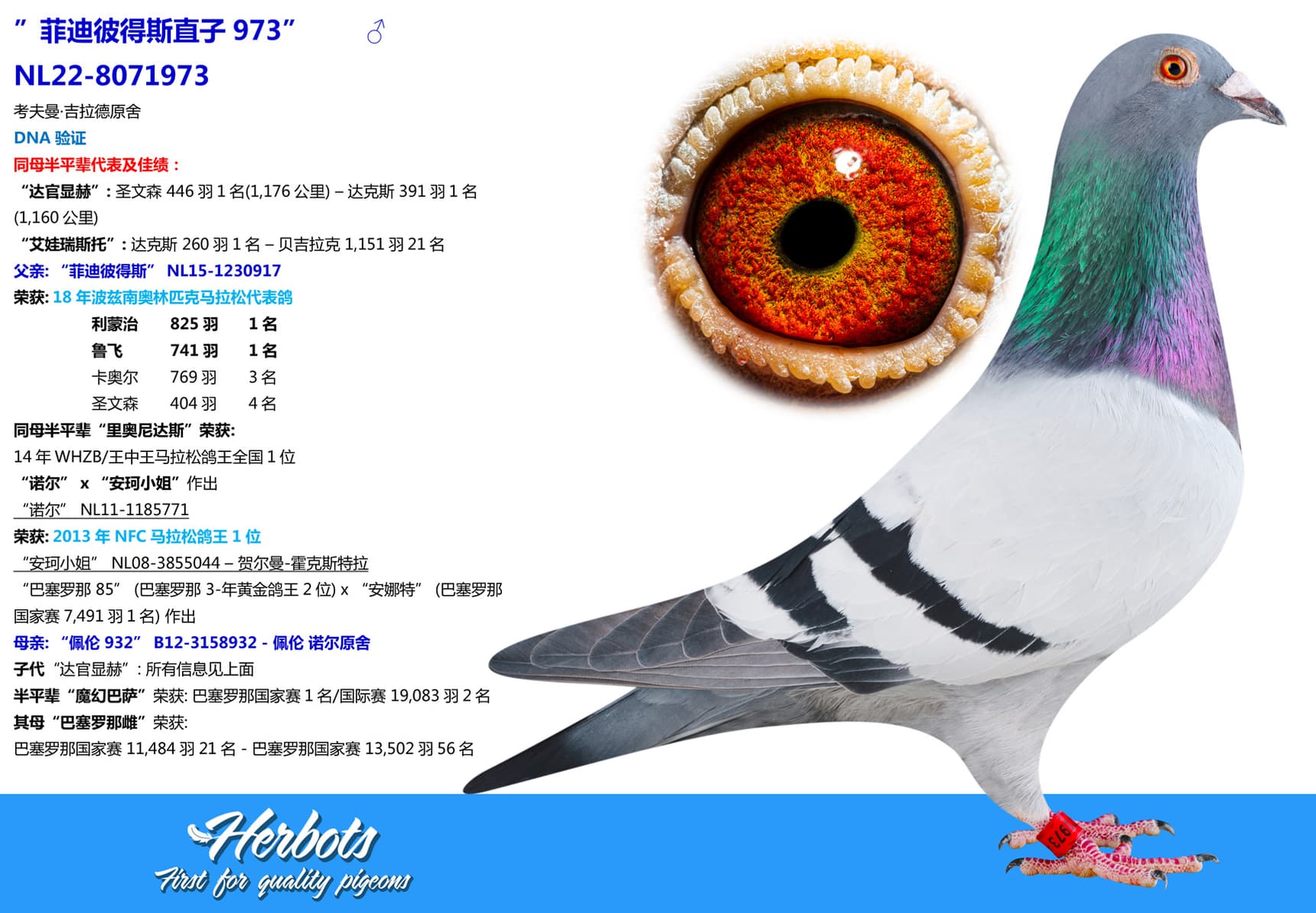 pigeon: ”菲迪彼得斯直子973”