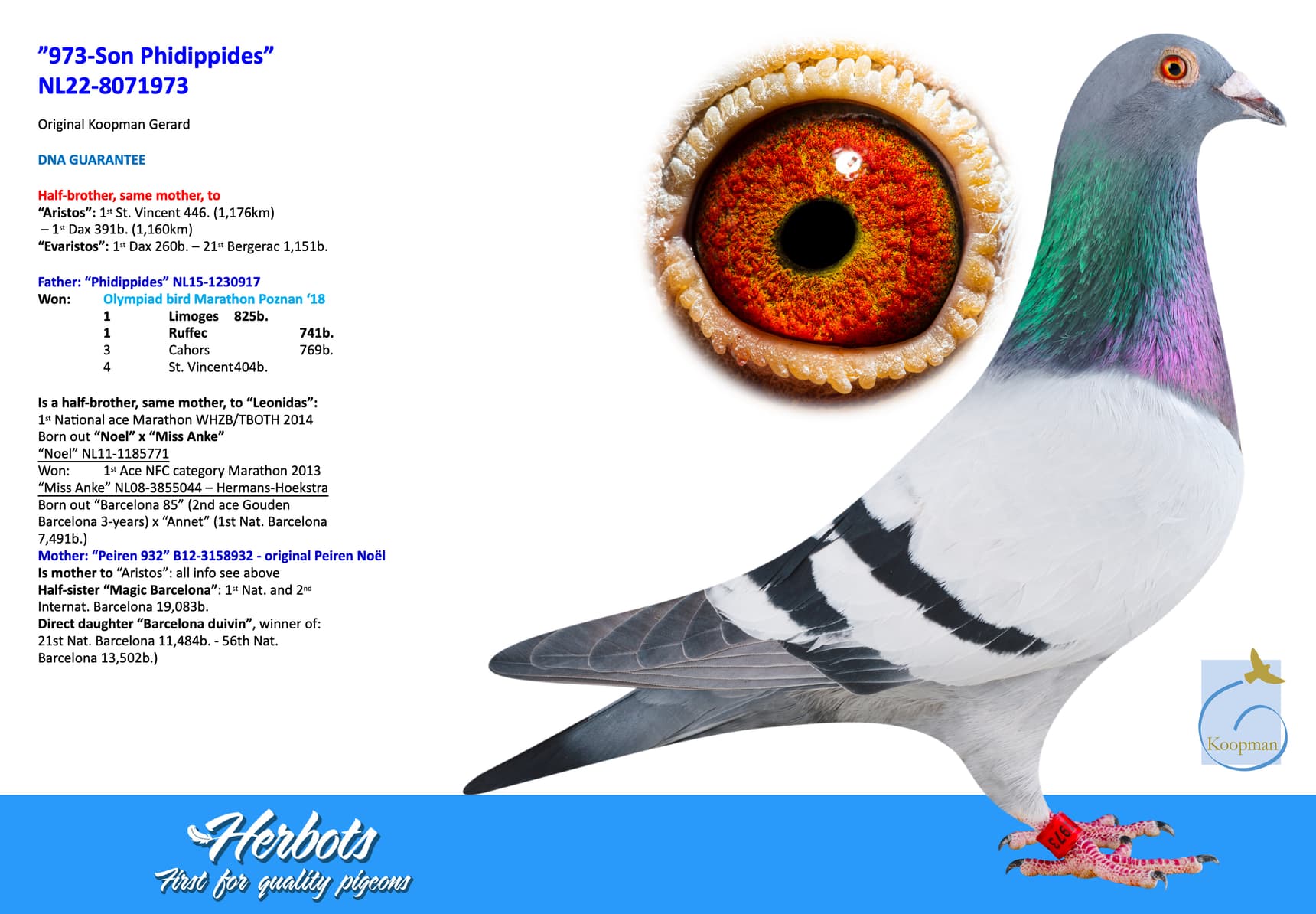 pigeon: ”973-Son Phidippides”