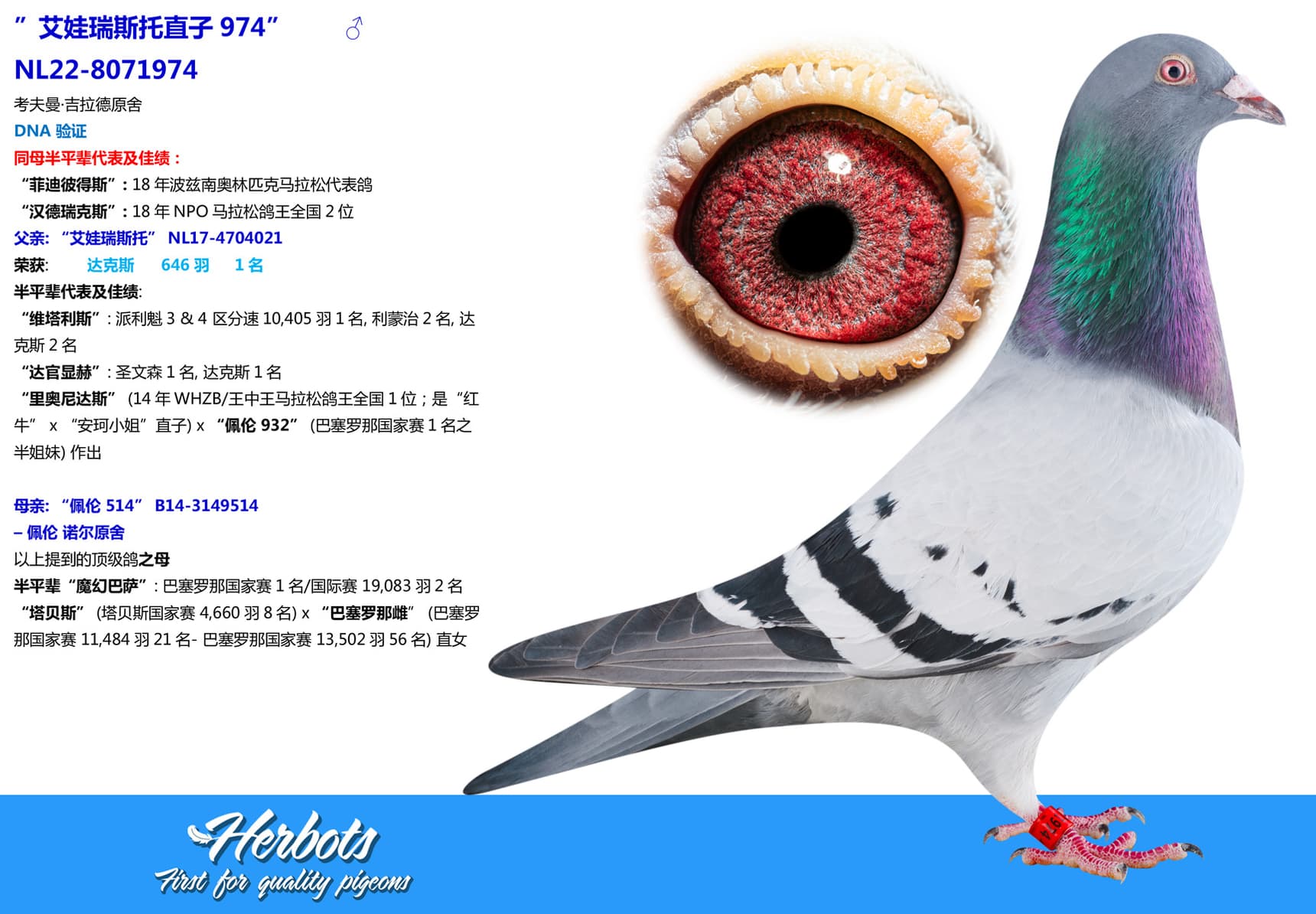 pigeon: undefined