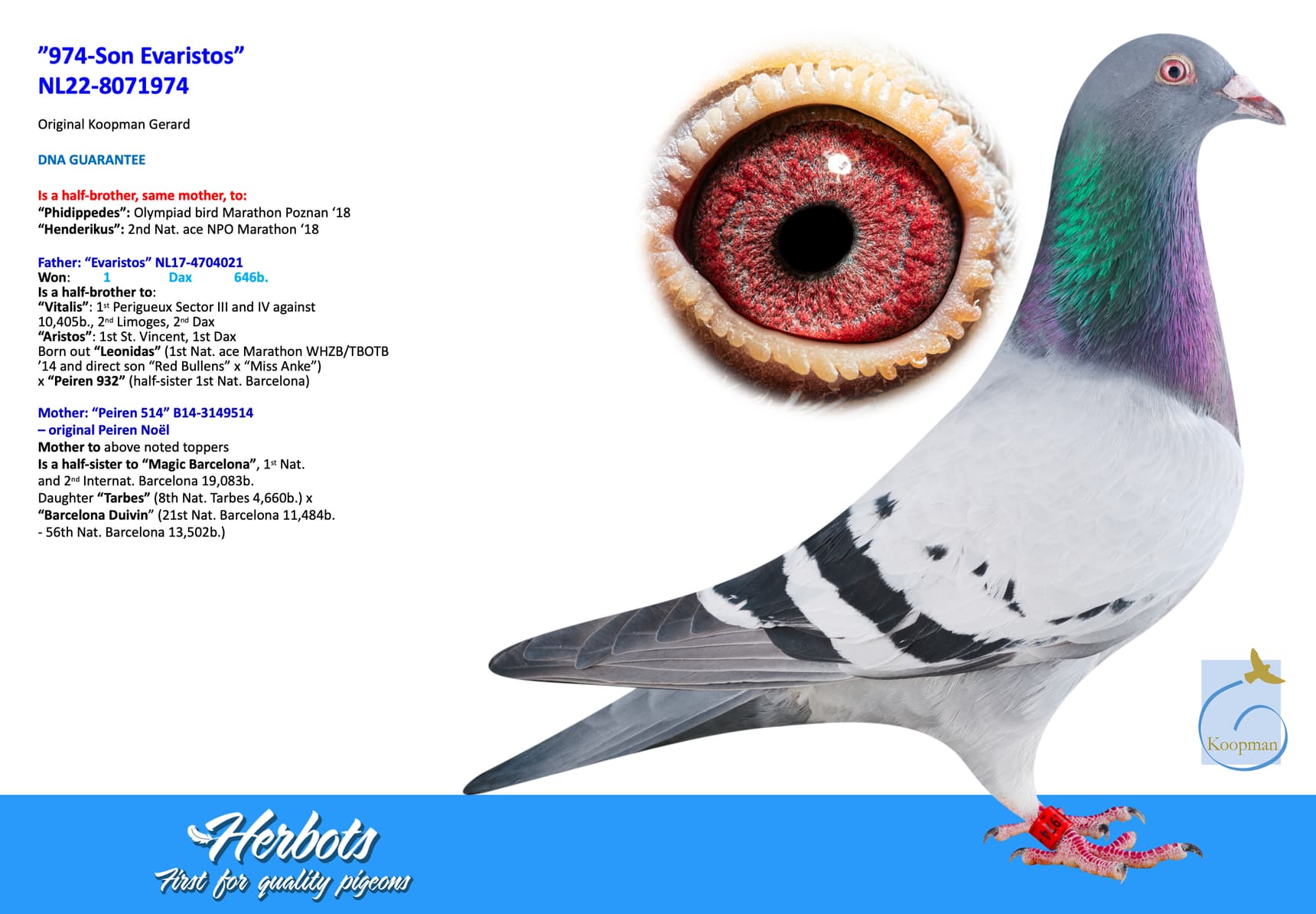 pigeon: undefined