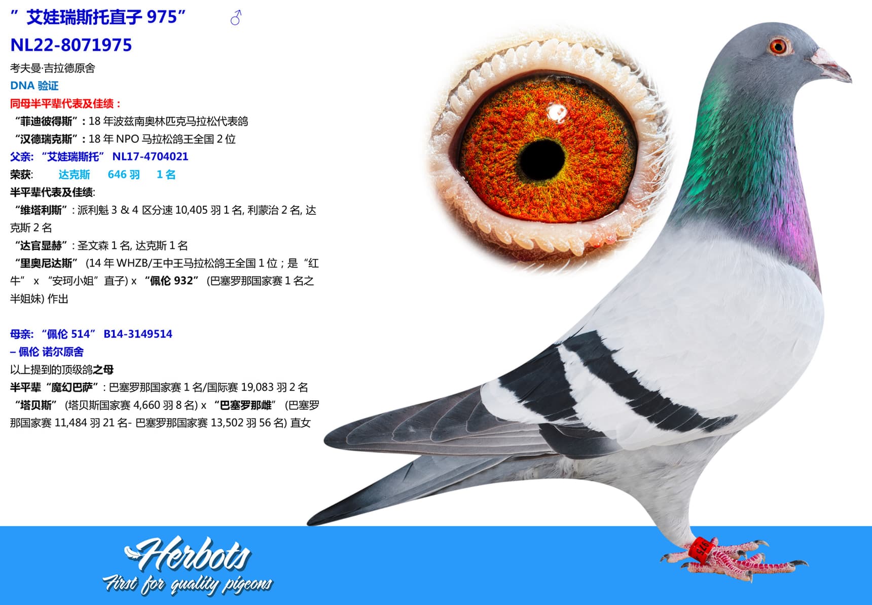 pigeon: undefined