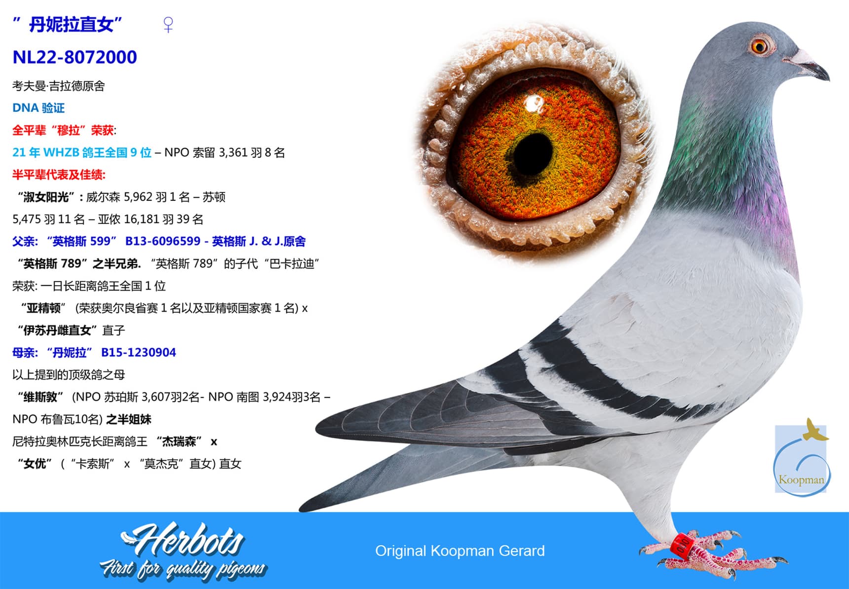 pigeon: ”丹妮拉直女”