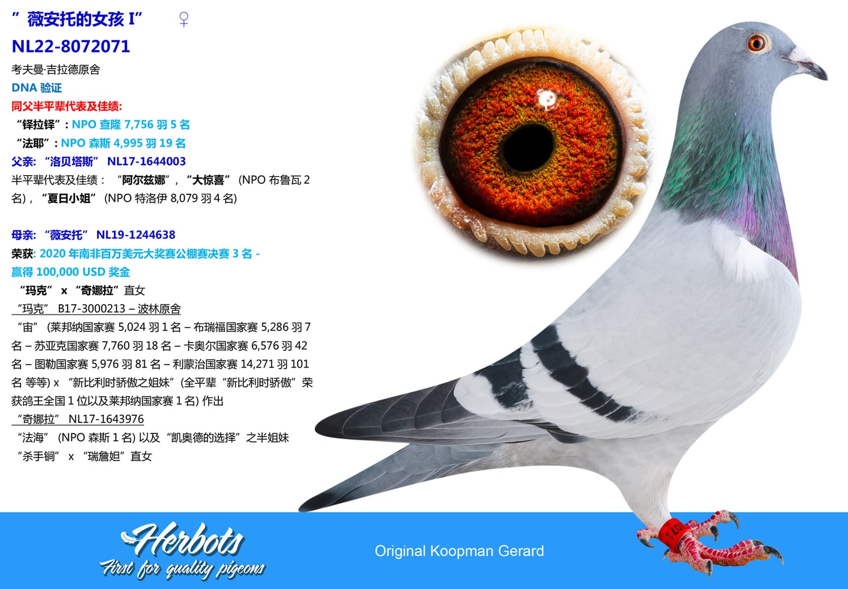pigeon: undefined