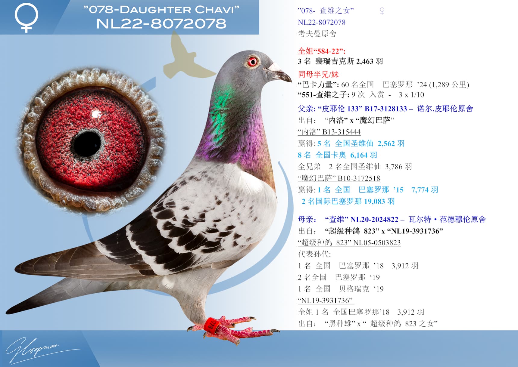 pigeon: ”078- 查维之女”