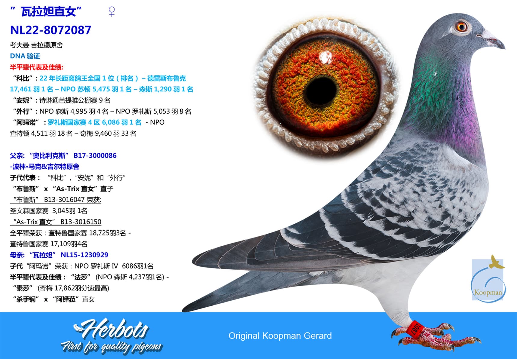 pigeon: undefined