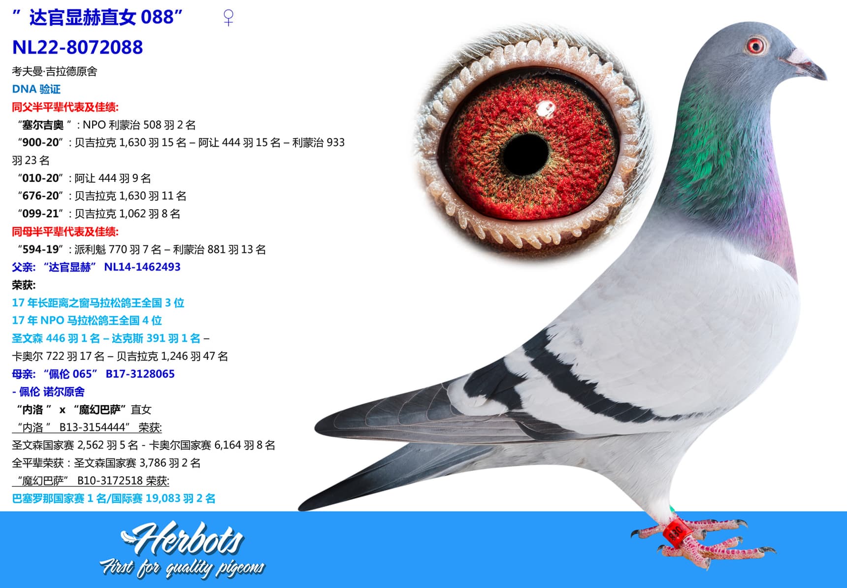 pigeon: undefined