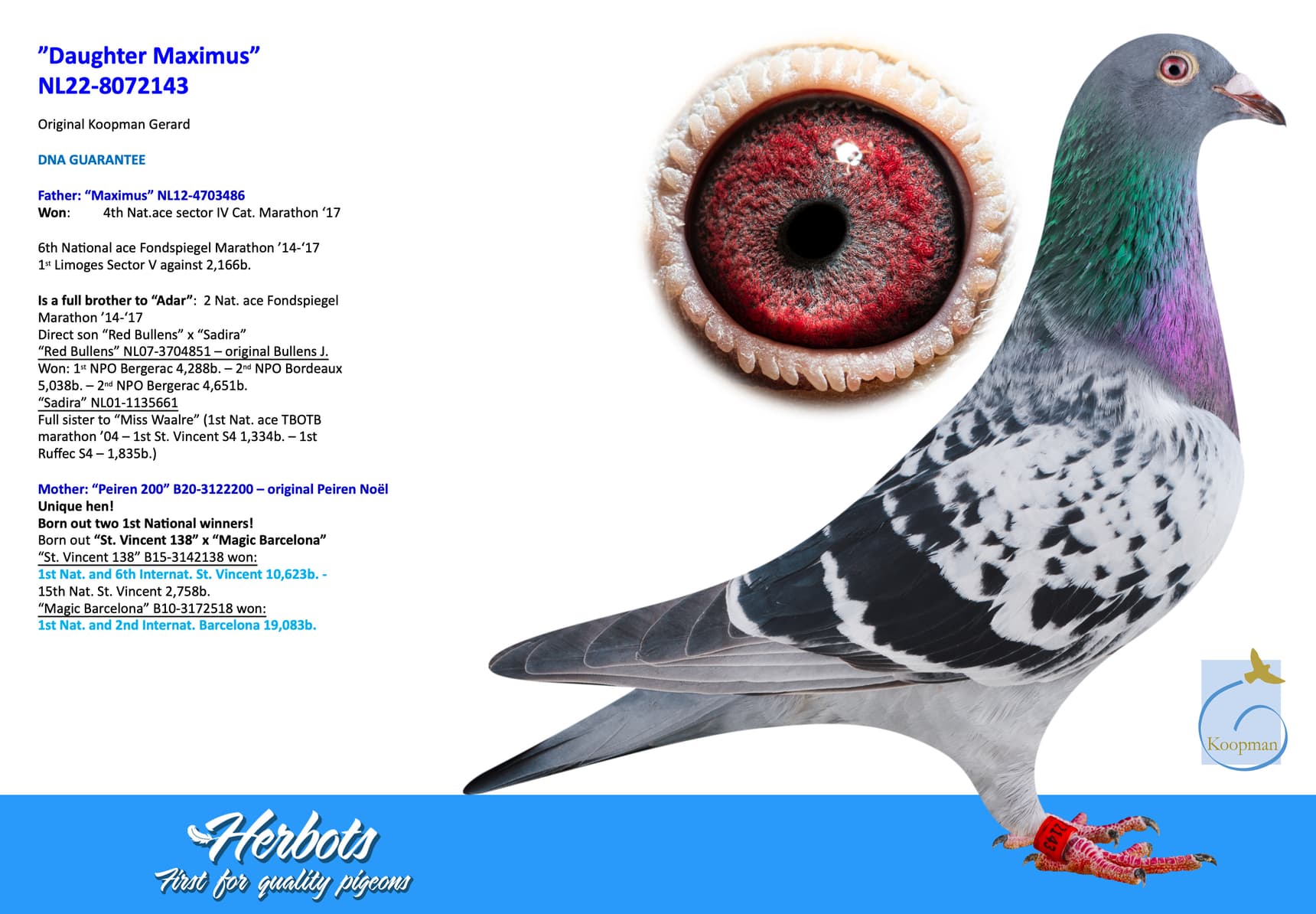 pigeon: undefined