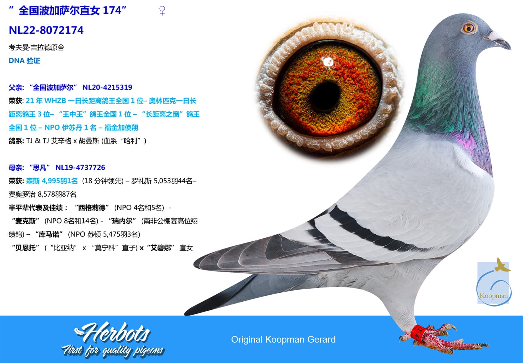 pigeon: undefined