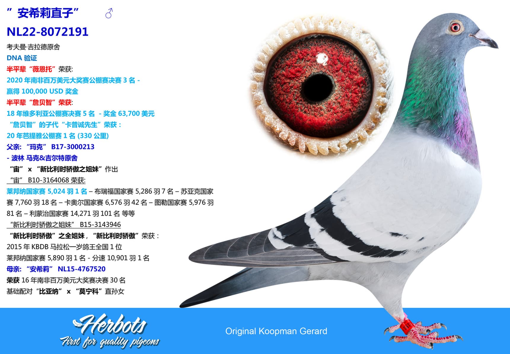 pigeon: ”安希莉直子”